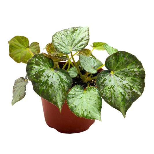 Harmony Foliage Begonia Nola 6 inch Rhizomatous