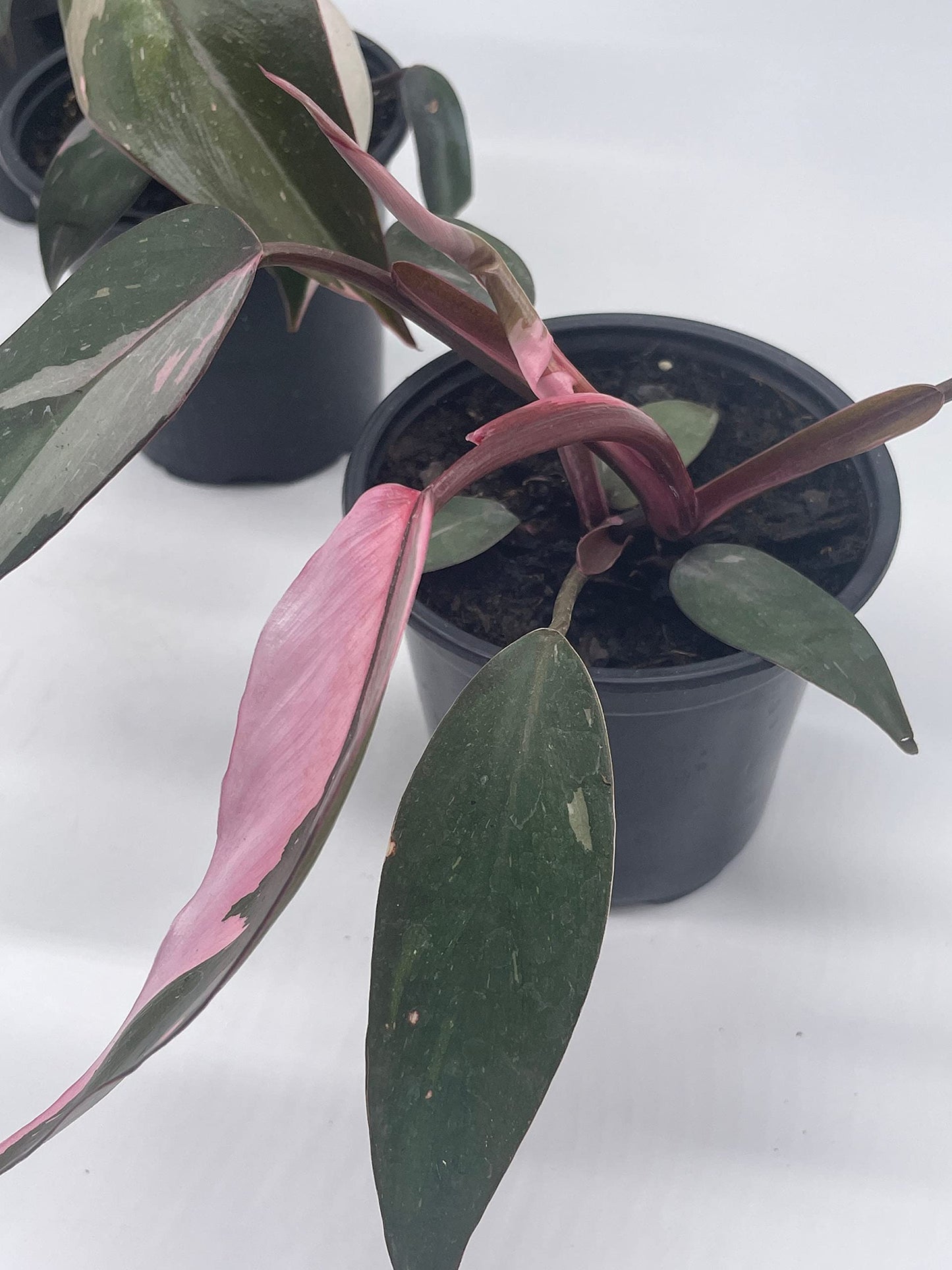 Philodendron Pink Princess, 4 inch Pot, Extremely Rare House Plant