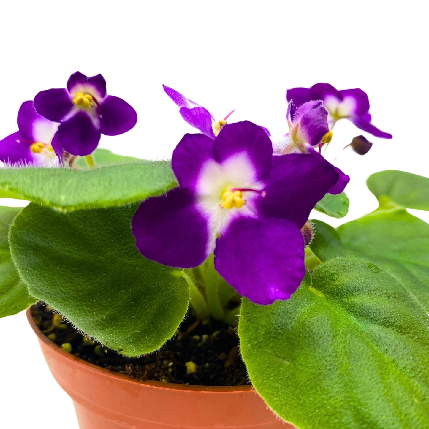 Harmony Foliage Sugar Plum Dream African Violet Saintpaulia 4 inch