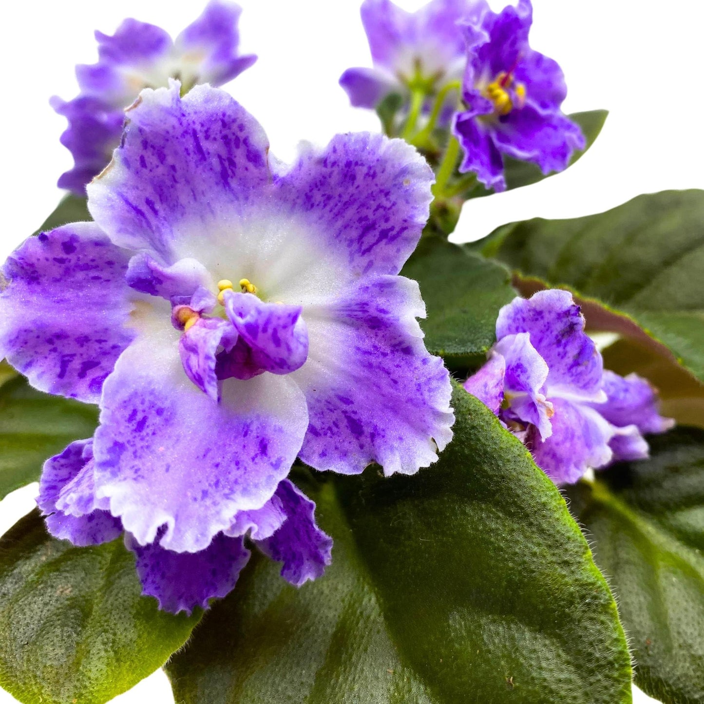 Harmony Foliage AE Sharlene Fantasy African Violet Saintpaulia 4 inch