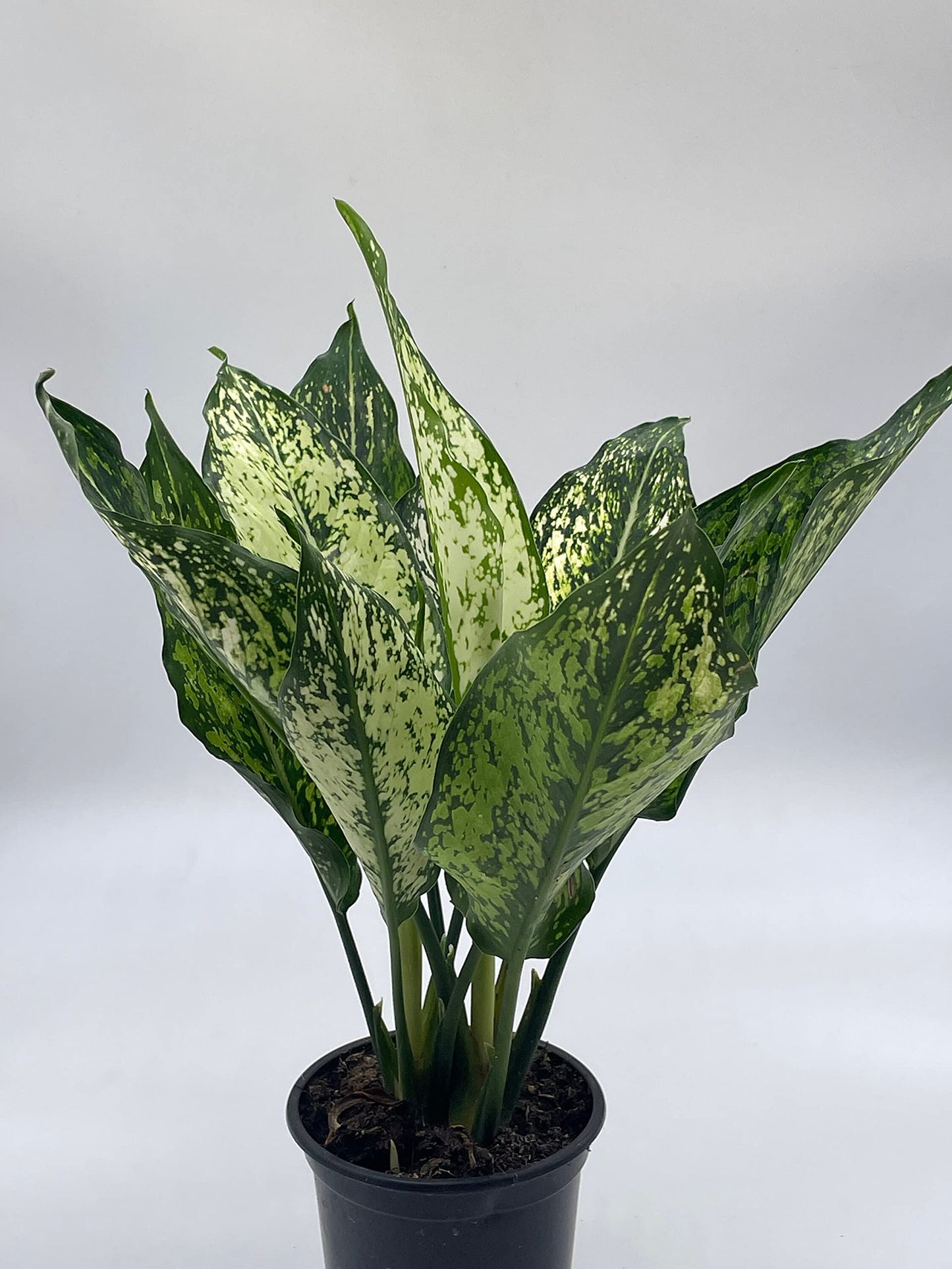 aglaonema snow white BubbleBlooms Aglaonema Snow White, in a 4 inch Pot