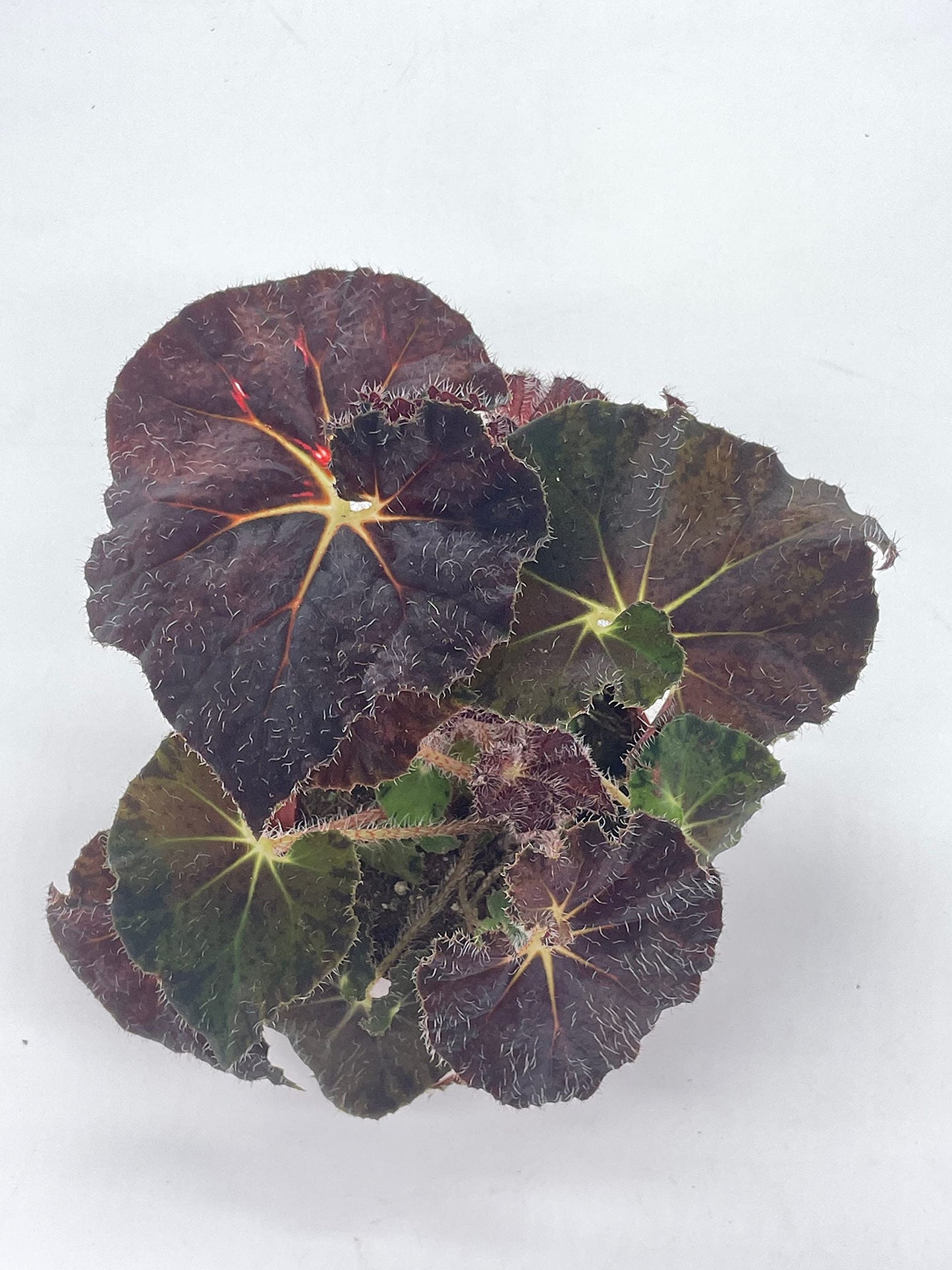 BubbleBlooms Harmony's Dark Purple Begonia Rex, Galaxy, with White Hairs, 4 inch Painted-Leaf Begonia, Unique Homegrown Exclusive, Variegated