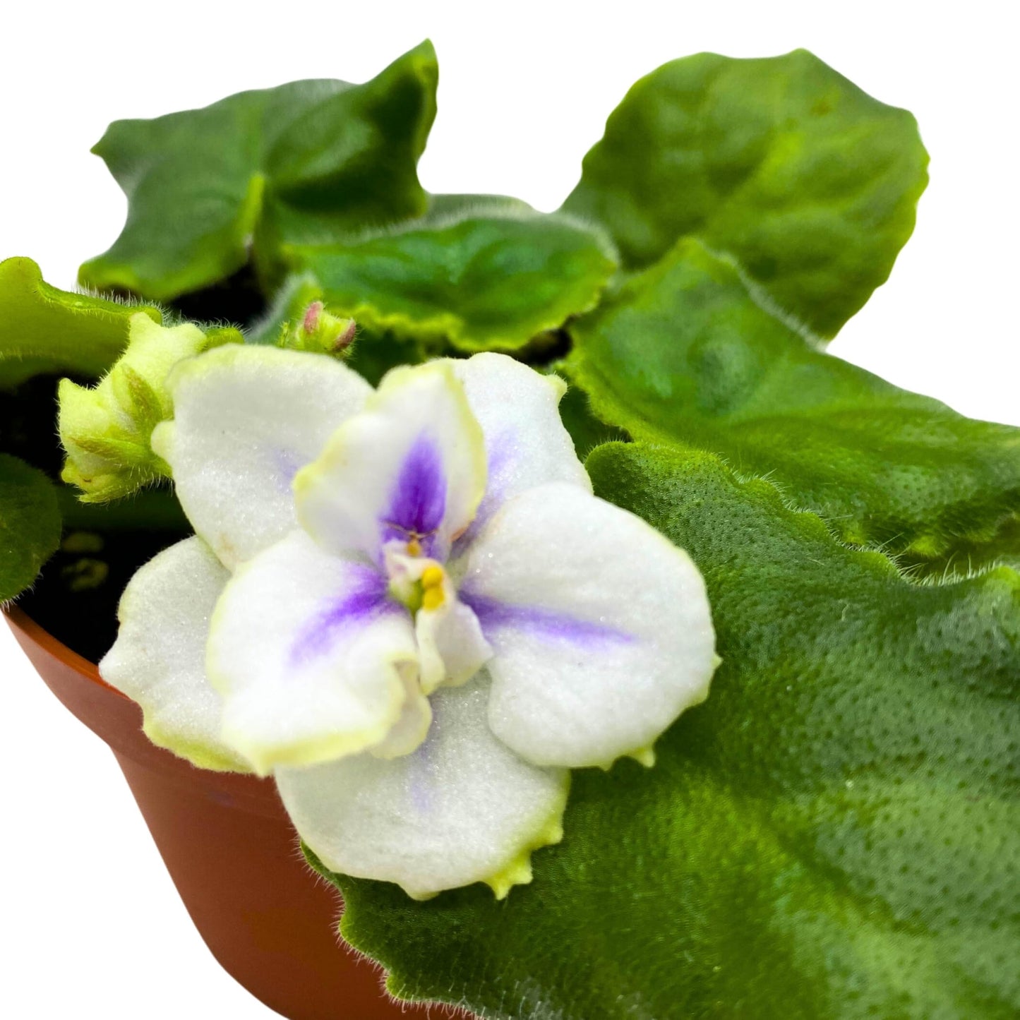 Harmony Foliage Hunter's North Star African Violet Variegated Flower 4 inch