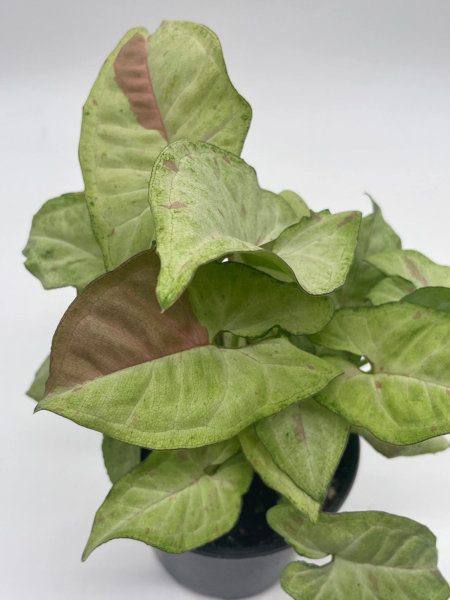 Milk Confetti Pink Variegated Syngonium, 4 inch, Syngonium Albo Variegata Half Moon Pixie