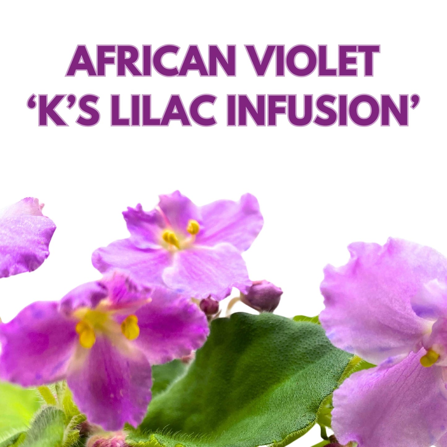 Harmony Foliage K's Lilac Infusion African Violet Saintpaulia 4 inch