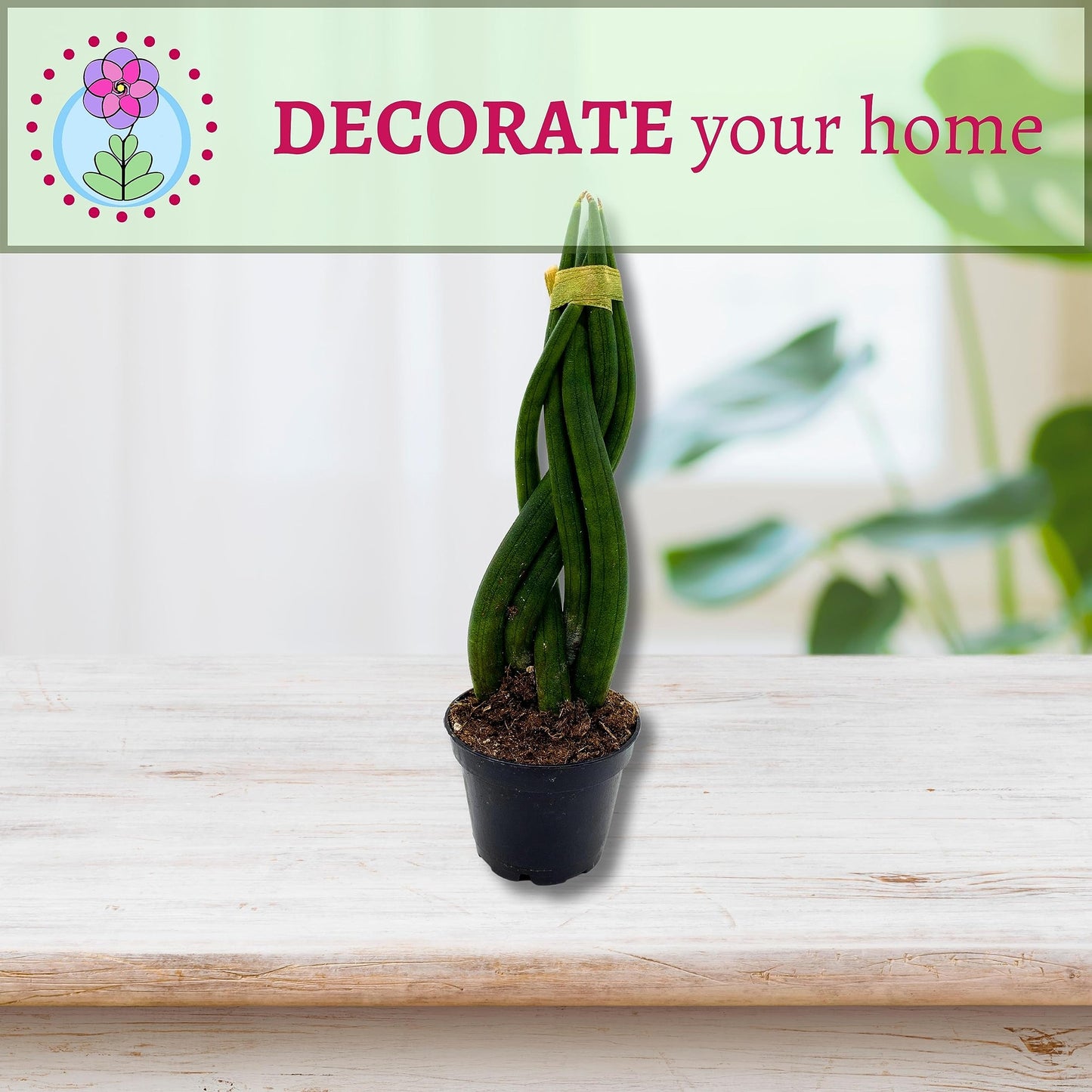 BubbleBlooms Braided African Spear in a 2 inch Pot Snake Plant Braid Spear Sansevieria cylindrica