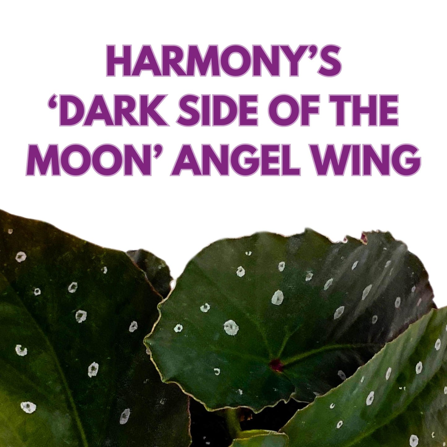 Harmony Foliage Harmony's Dark Side of The Moon Angel Wing Cane Begonia 4 inch