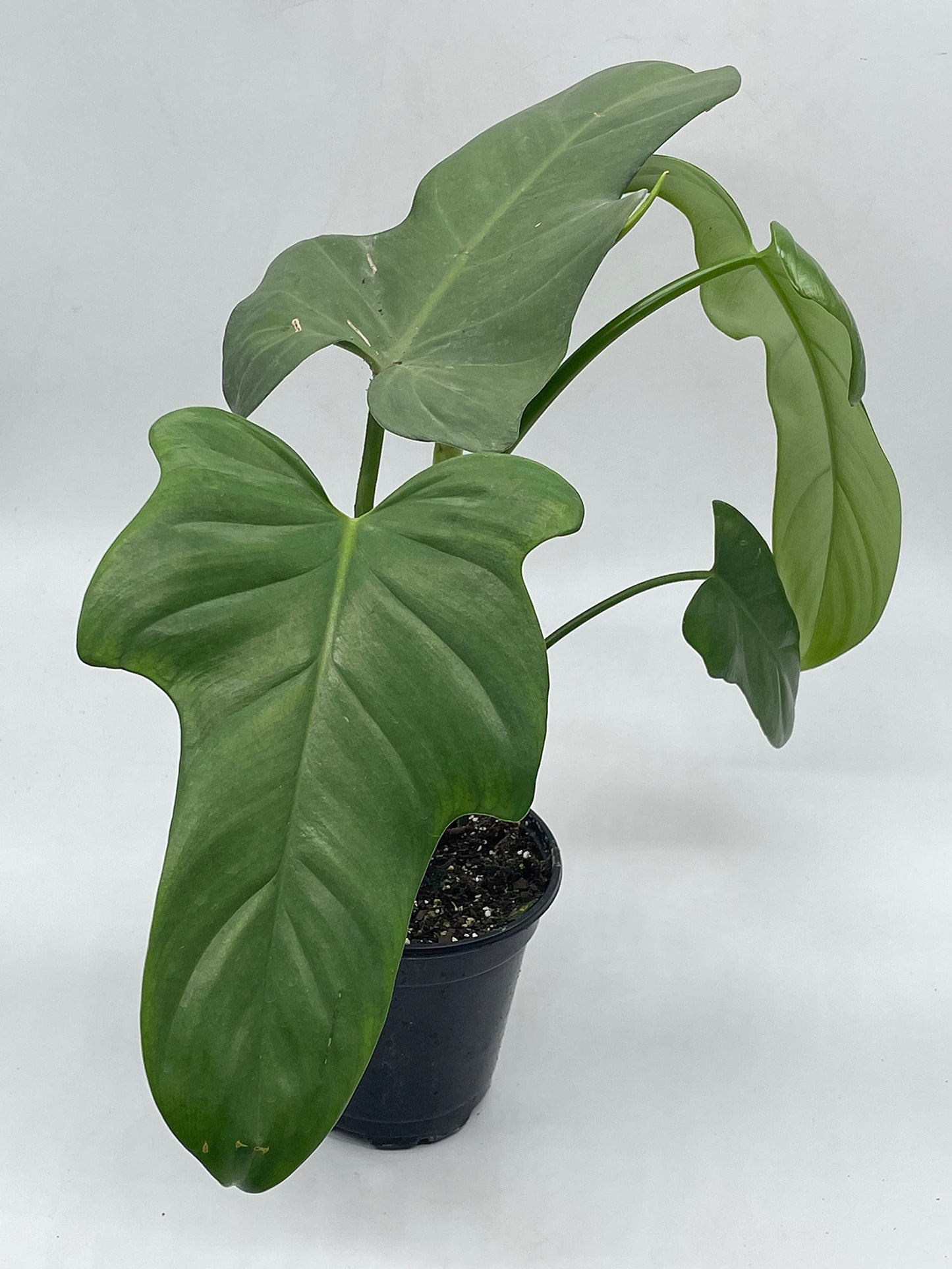 Horse Head Philo, Philodendron Bipennifolium, 4 inch Pot