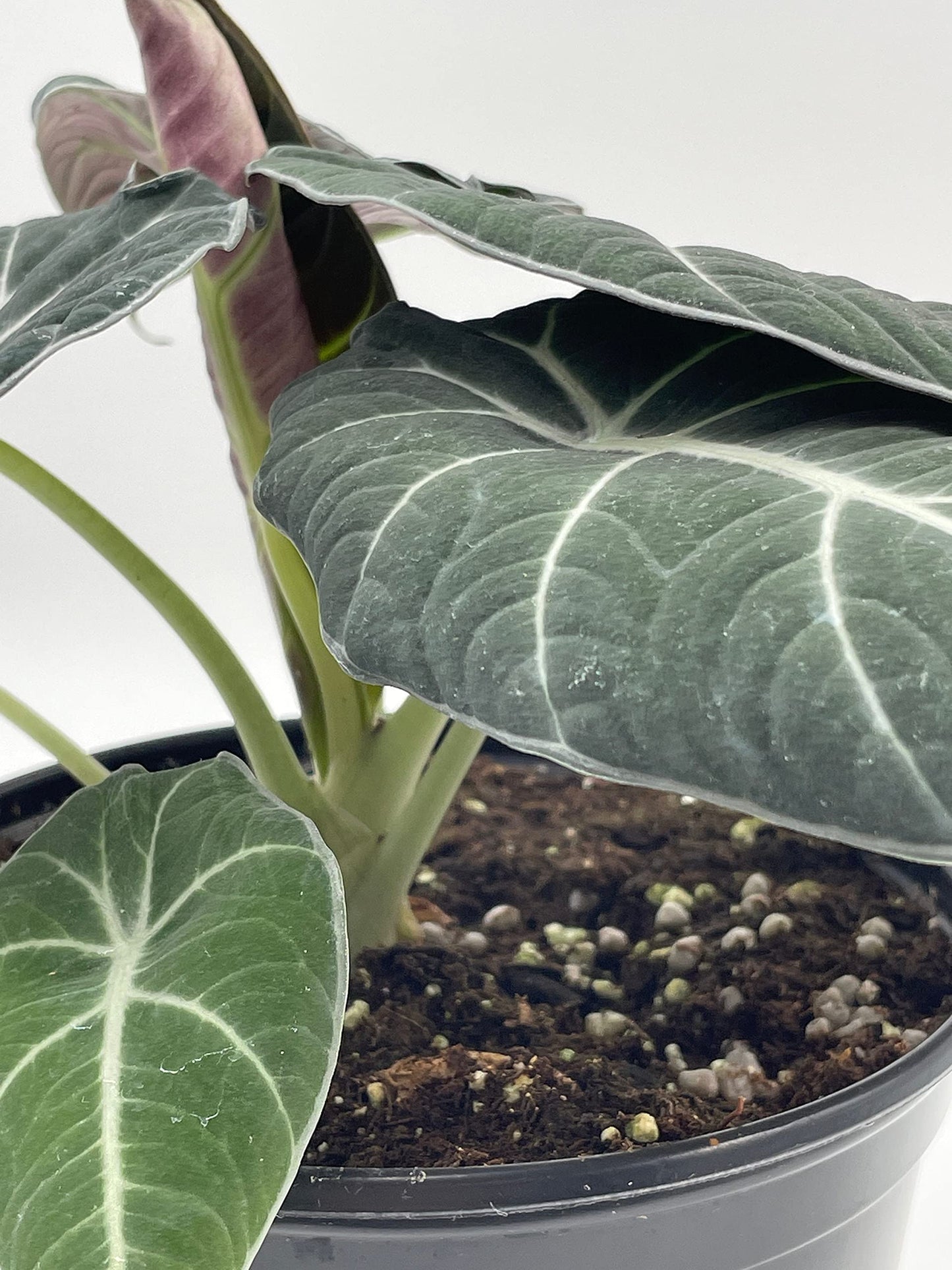 Alocasia Black Velvet in 6 inch Pot