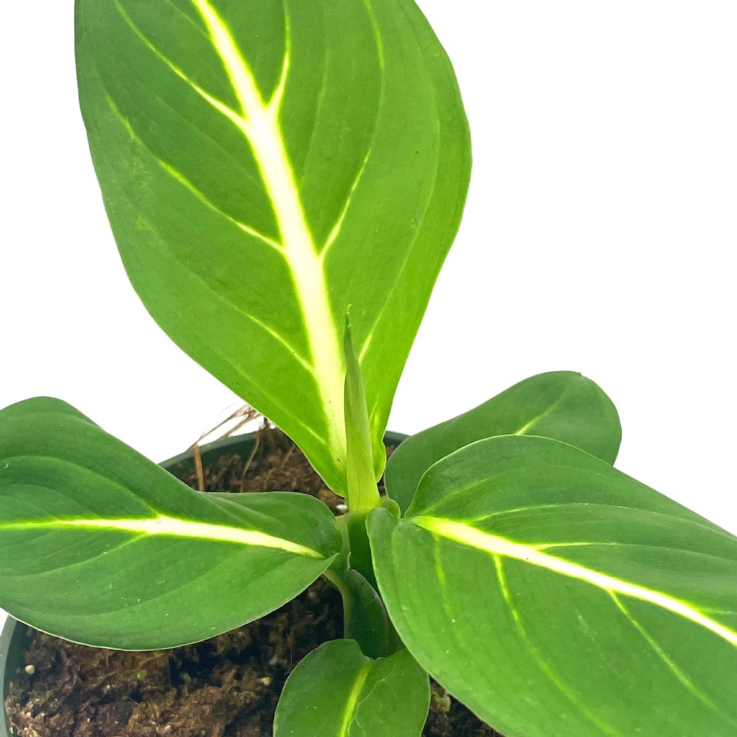 Dieffenbachia Green Magic, 4 inch, Striped Dumb Cane oerstedii