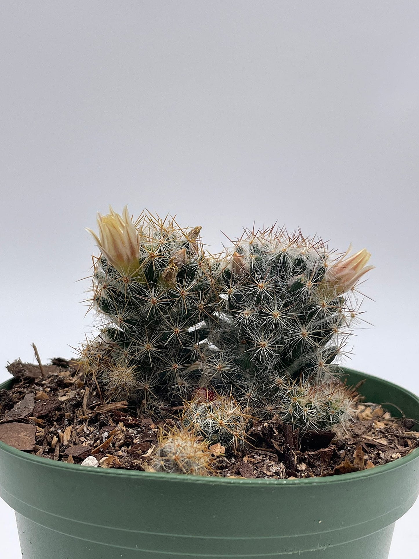 Mammillaria prolifera, Little Candle, Rare Cactus, 4 inch Pot, Well Rooted