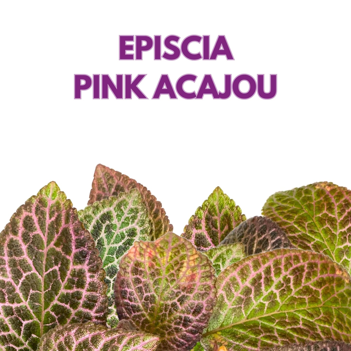 Harmony Foliage Episcia Pink Acajou Flame Violet 6 inch