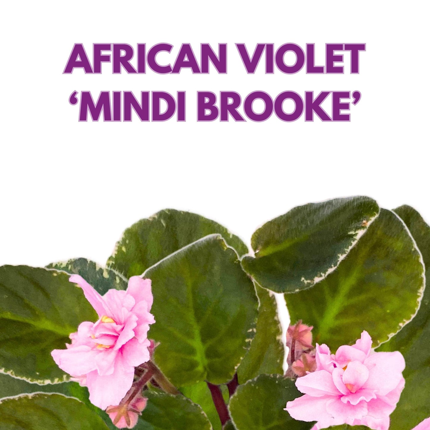 Harmony Foliage Mindi Brooke African Violet Saintpaulia 4 inch