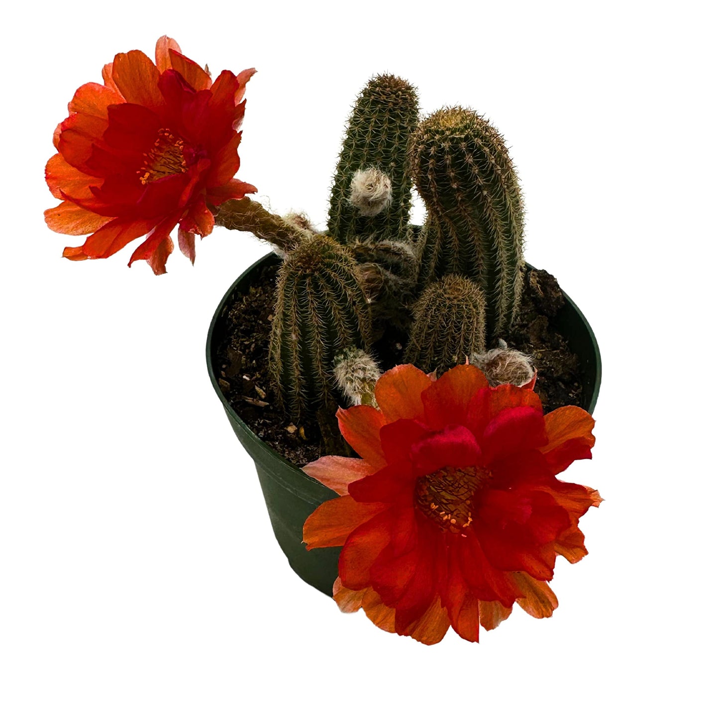 Peanut Cactus, Echinopsis chamaecereus, Beautiful Healthy Well Rooted Starter Plant in 4 inch Pot