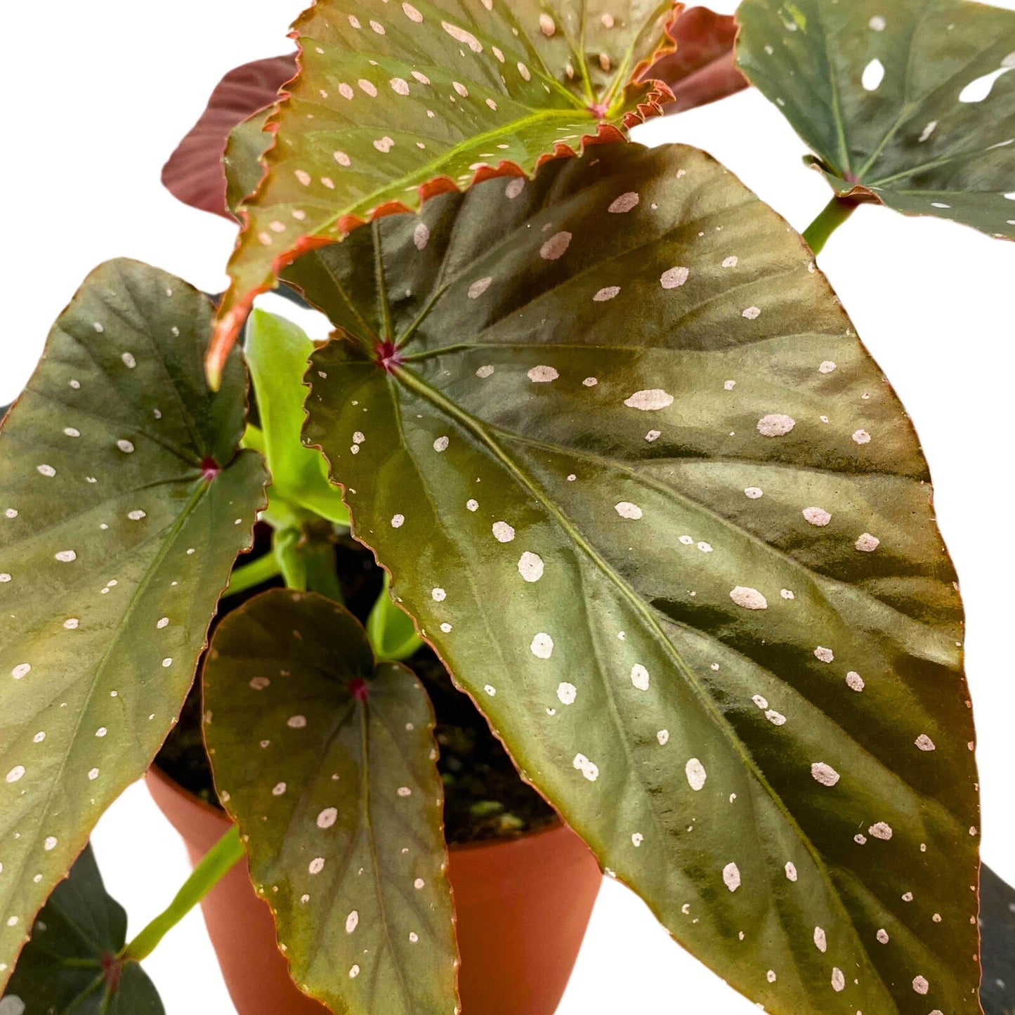 Harmony Foliage Harmony's Black Magic Angel Wing Cane Begonia 4 inch