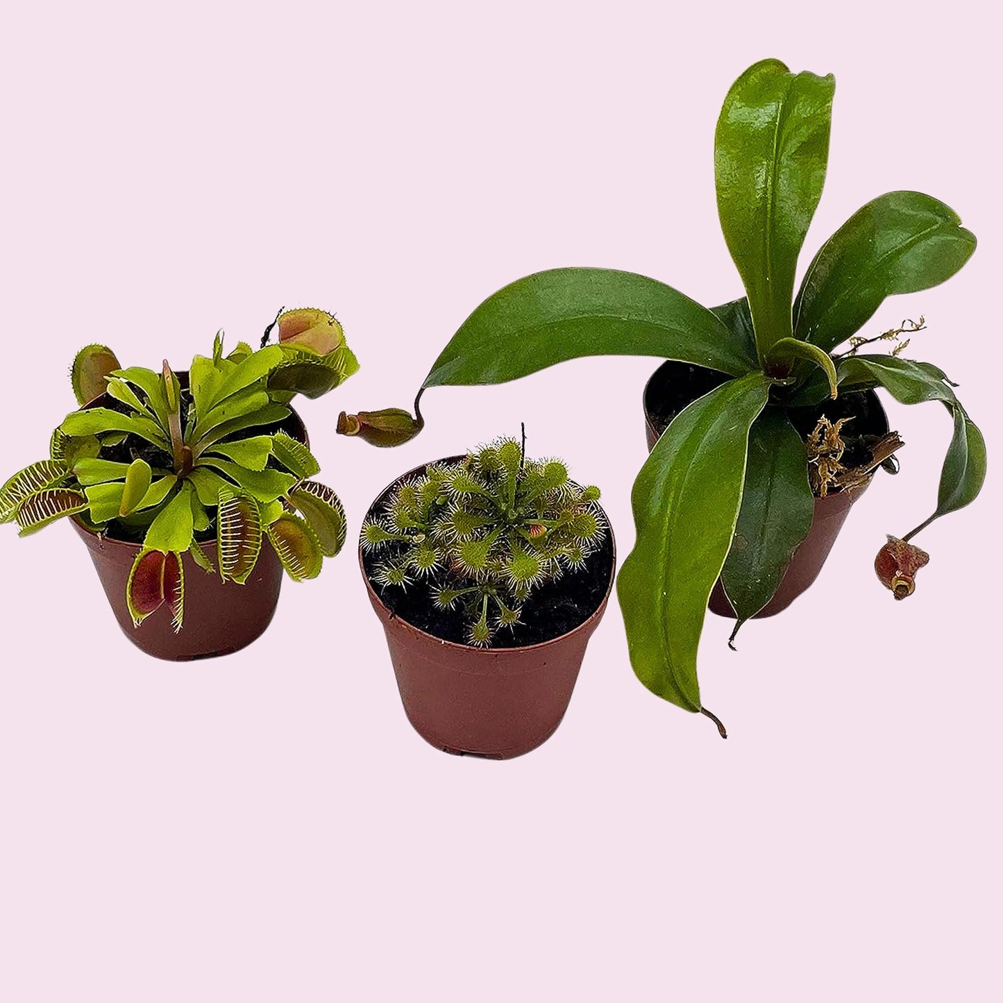 Carnivorous Plant Assortment Set, All Different Plant Species, 3 Live Potted Plants in 2 inch Pots by BubbleBlooms