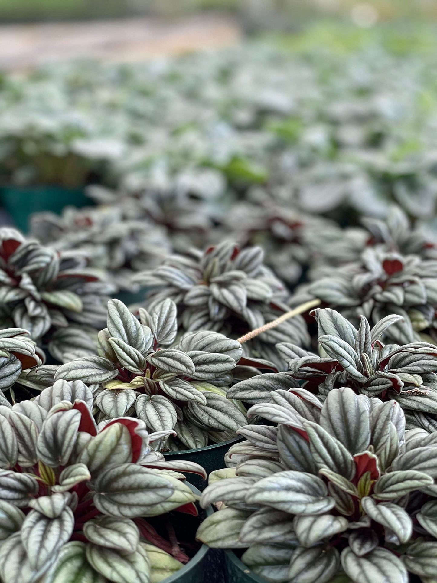 Peperomia Rosso albovittata, Piccolo Banda/Ivy Leaf Peperomia/Peperomia Piccolo Peacock/Peacock Peperomia