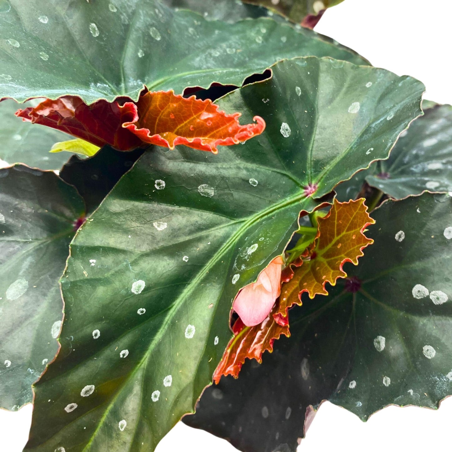 Harmony Foliage Harmony's Dark Side of The Moon Angel Wing Begonia 6 inch