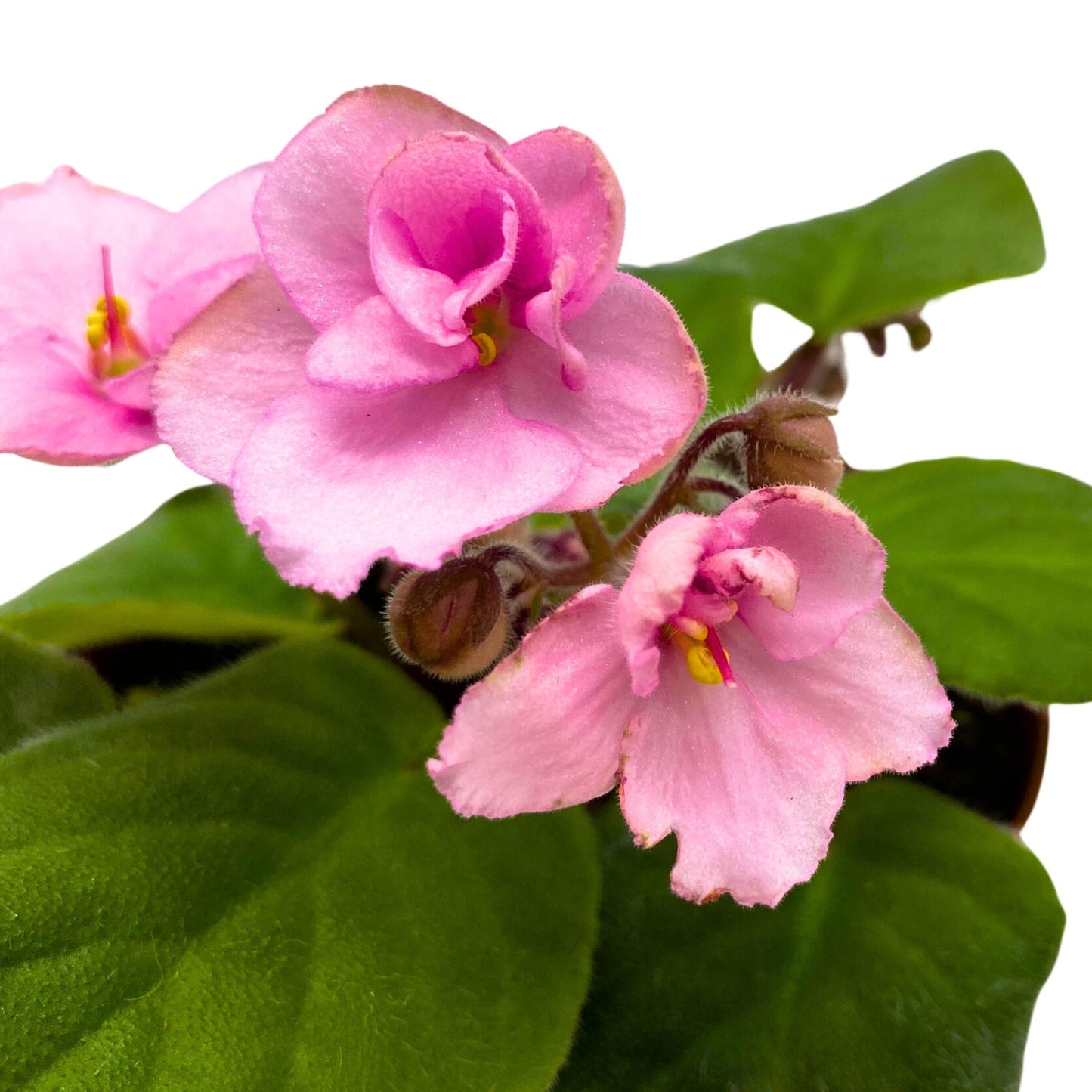 Harmony Foliage Ma's Debutante African Violet 4 inch