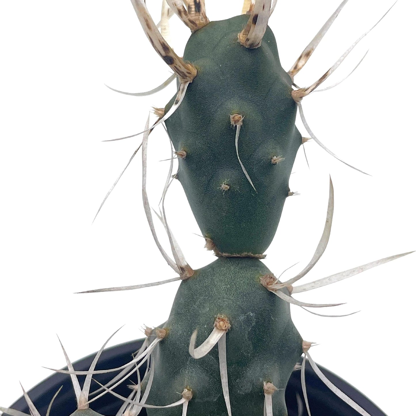 Paper Spine Cactus, 4 inch Opuntia articulata Rare White Cactus Cholla Cactus, Opuntia glomerata f. papyracantha,