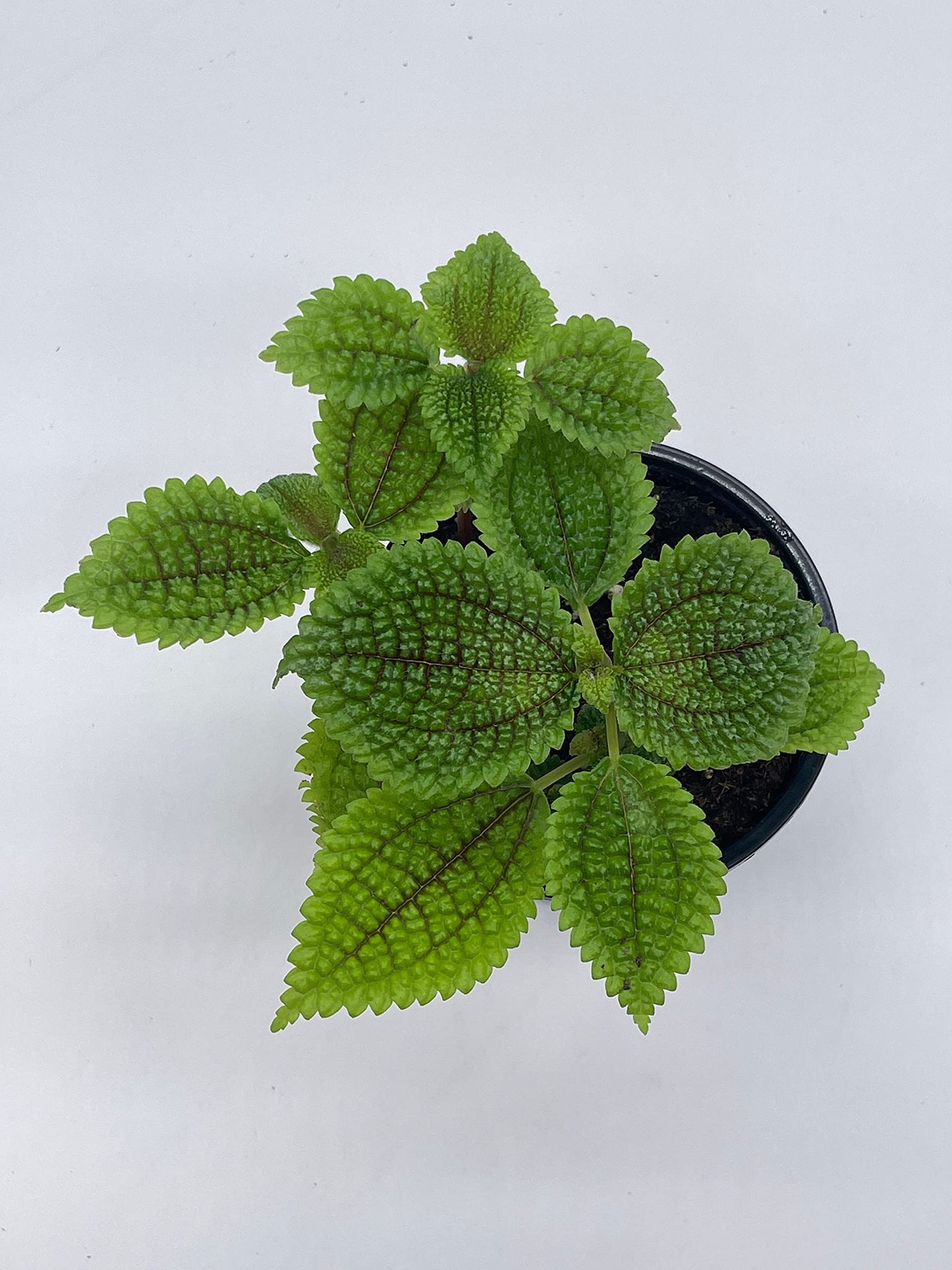 Moon Valley Pilea, 4 inch Pilea Mollis