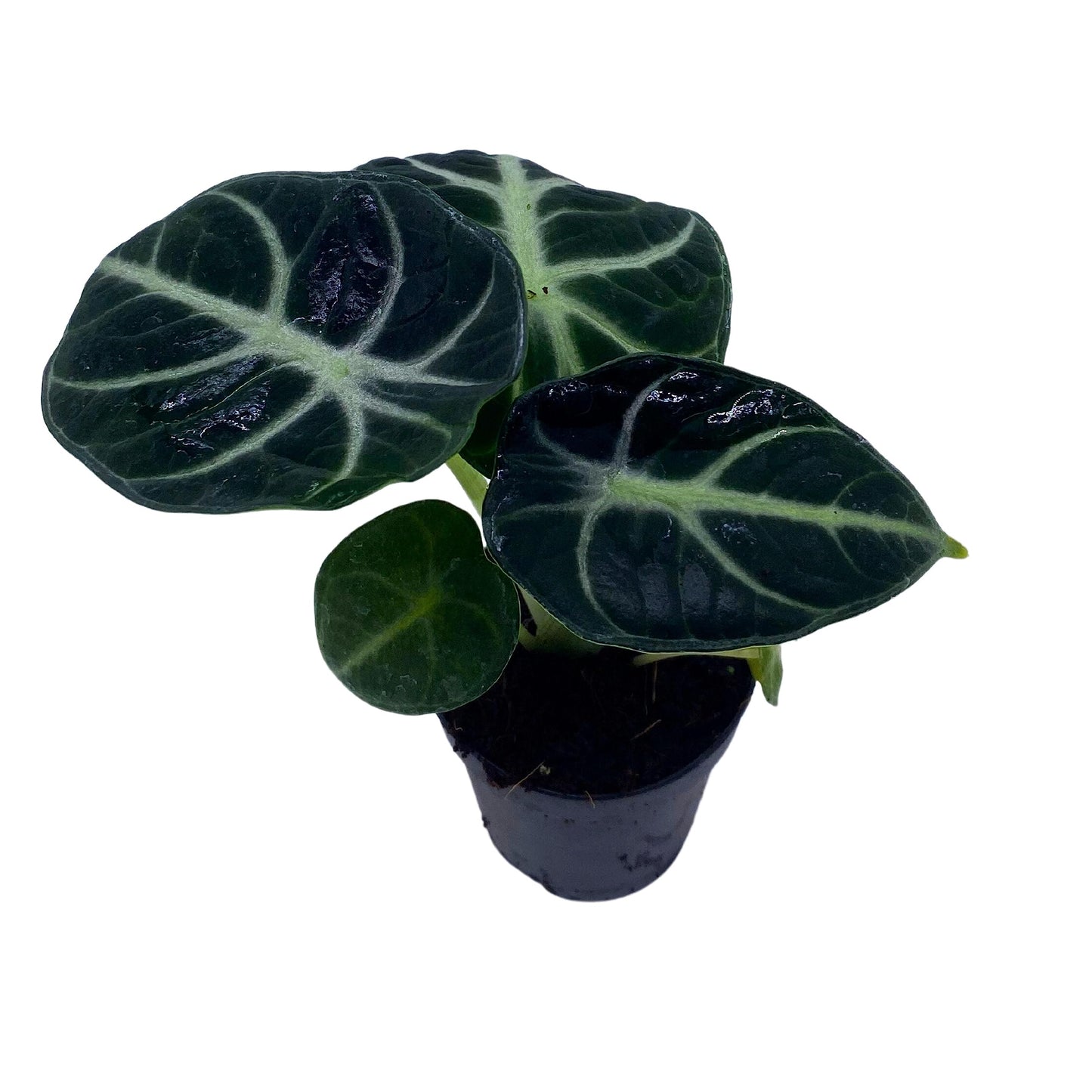 BubbleBlooms Alocasia Ninja, Black Ninja, Black Velvet Ninja in 2 inch Pot