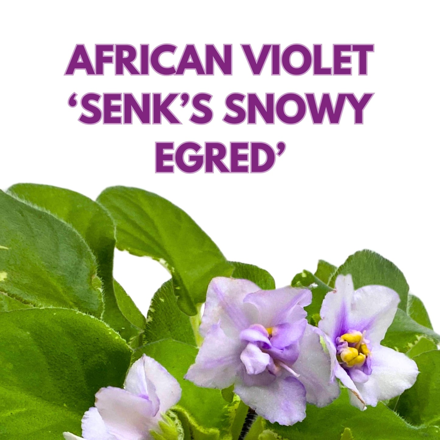 Harmony Foliage Senk's Snowy Egred Variegated African Violet Saintpaulia 4 inch