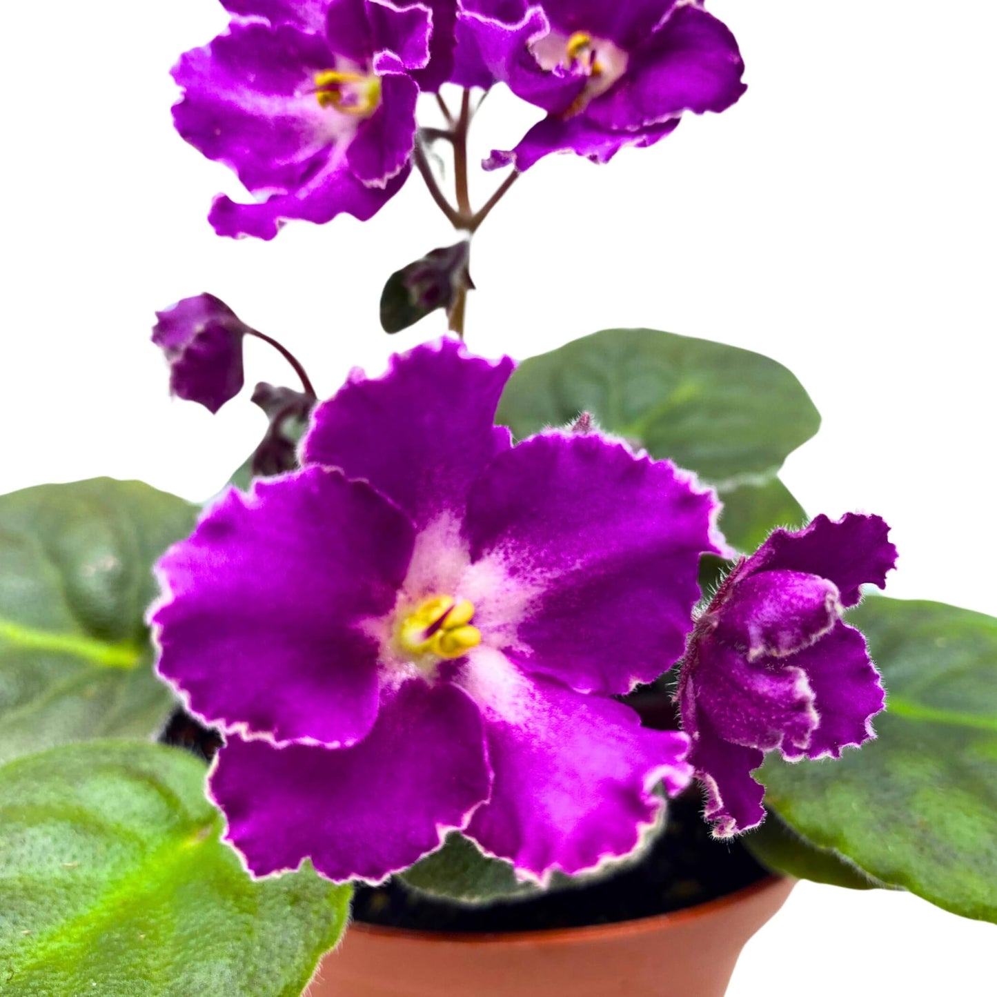 Harmony Foliage Buckeye Let's Roll African Violet Saintpaulia 4 inch