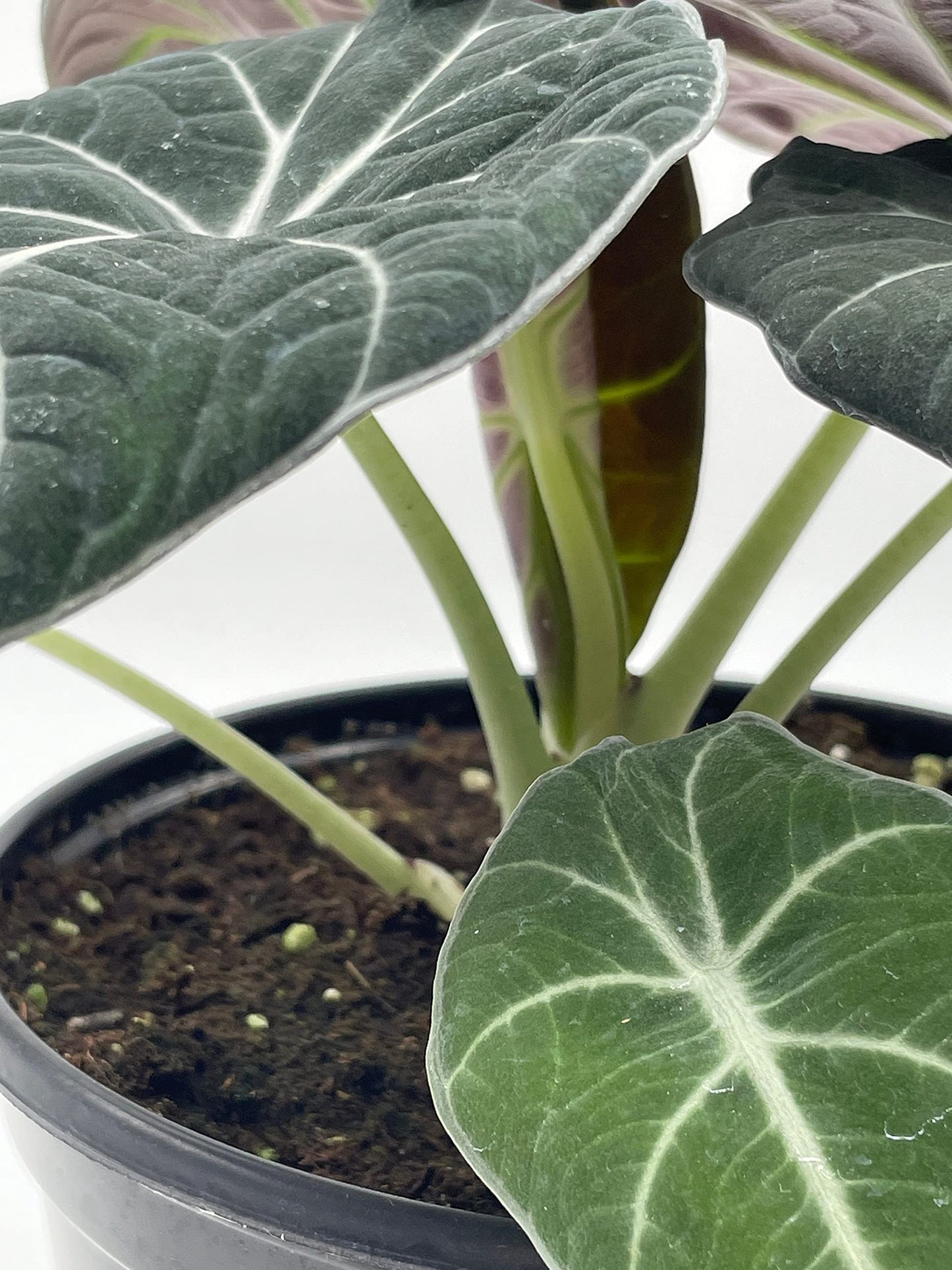 Alocasia Black Velvet in 6 inch Pot