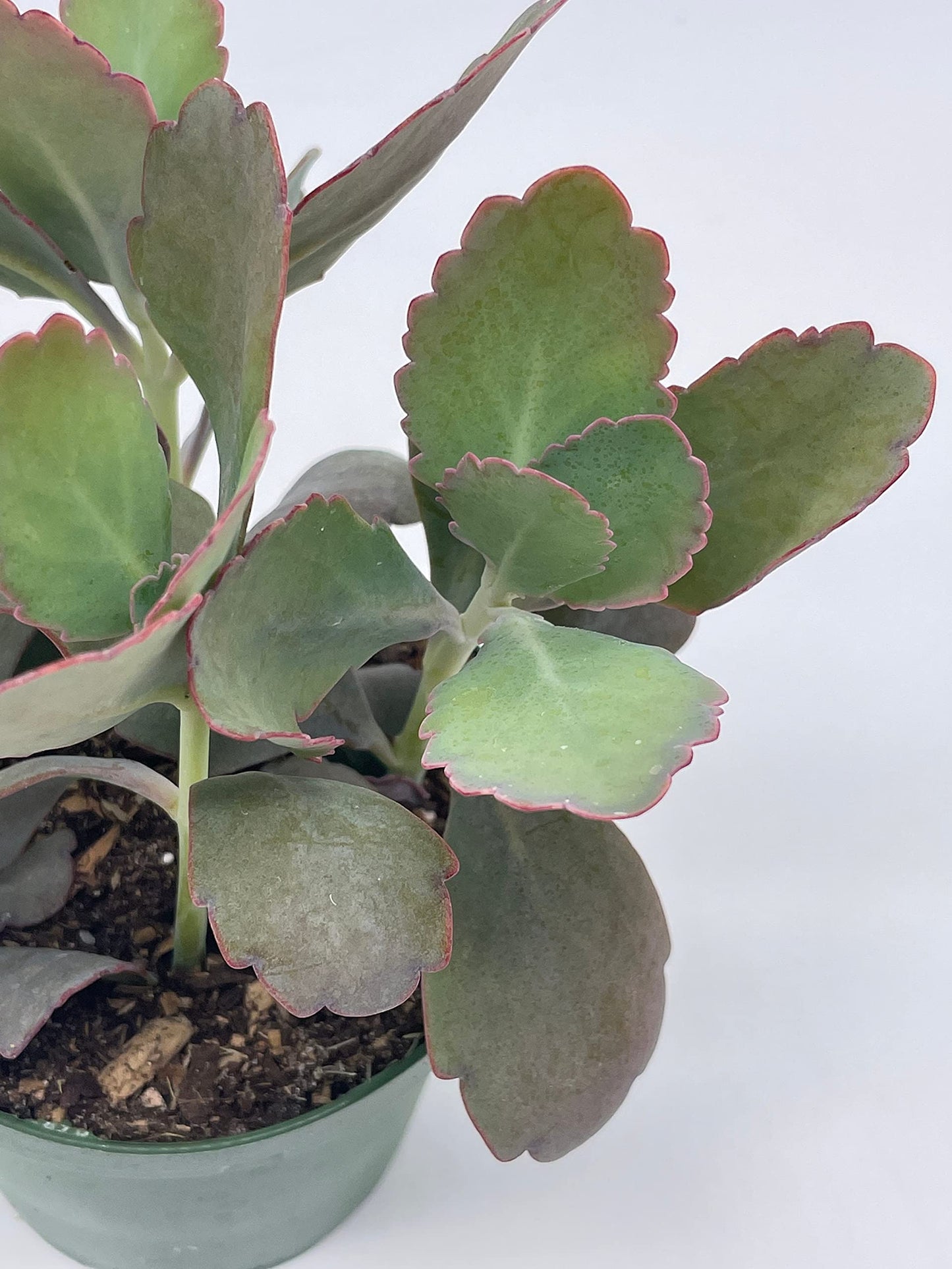 Kalanchoe Laxiflora, 4 inch, Milky widow's Thrill, Bryophyllum crenatum Baker