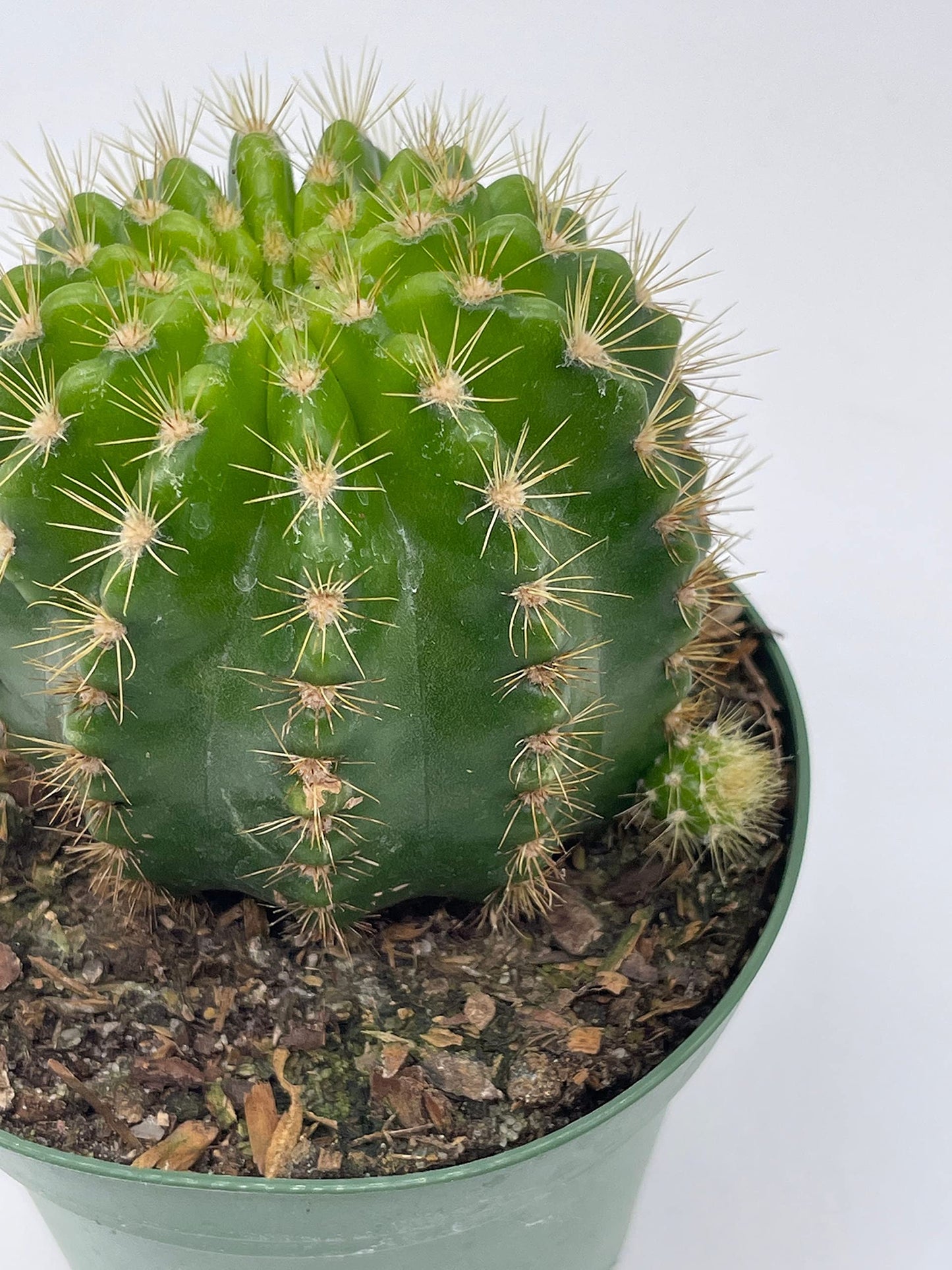 Lemon Barrel Cactus, 4 inch, Echinopsis Calochlora