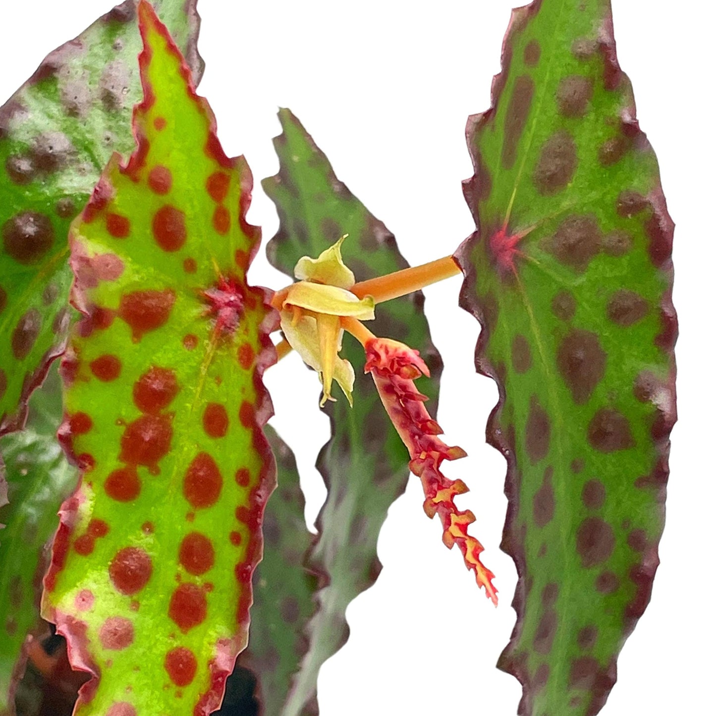 BubbleBlooms Harmony's Begonia Amphioxus Sands, Red Butterfly, 4 inch Red Dot Begonia Rex Rare Unique Homegrown Exclusive