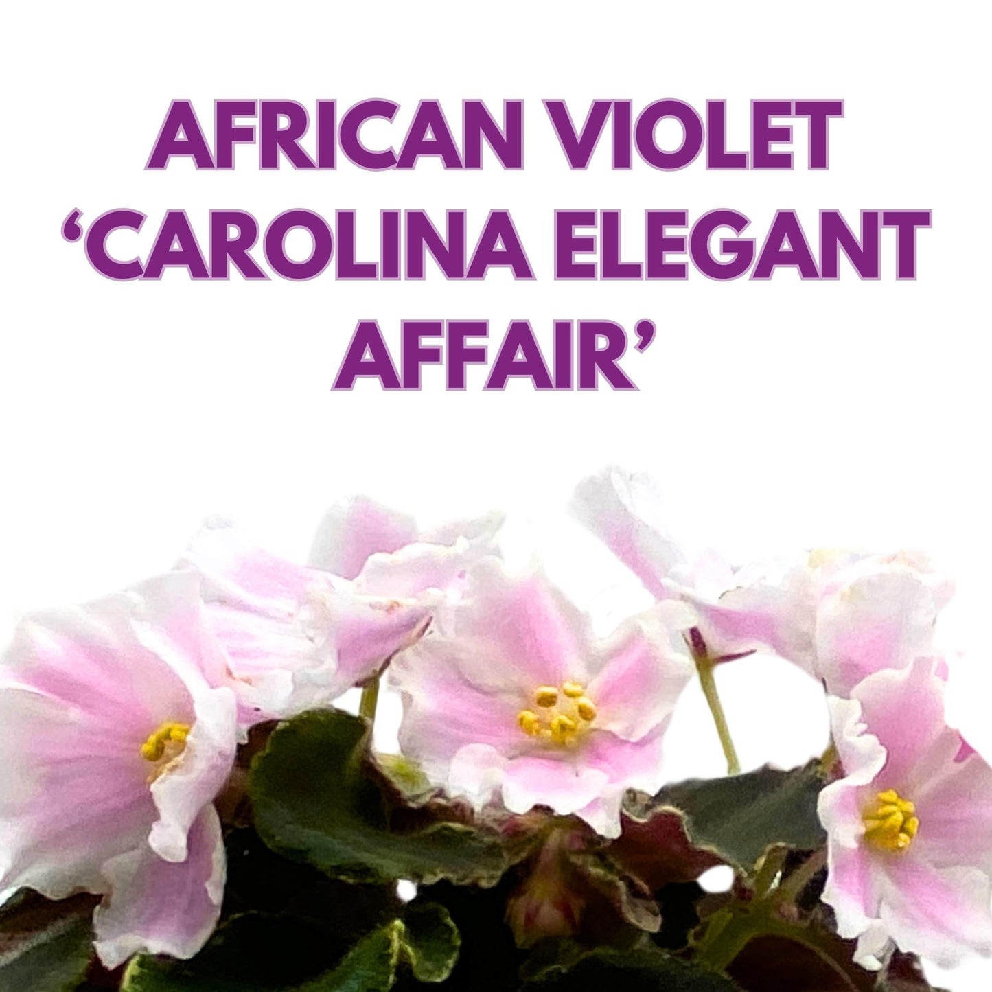 Harmony Foliage Carolina Elegant Affair Variegated African Violet Saintpaulia 4 inch