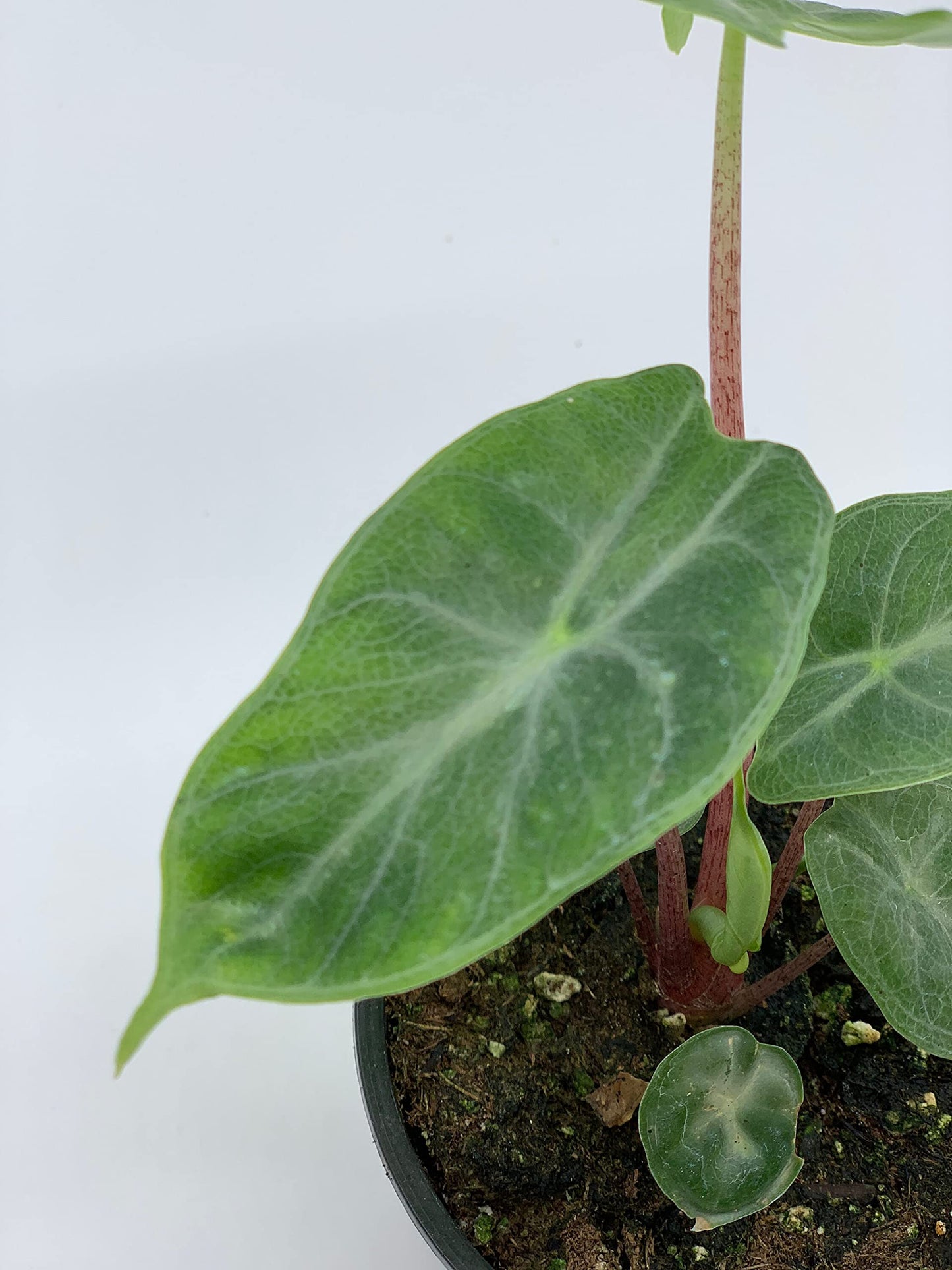 Alocasia Ivory Coast Variegated, Elephant Ear African Plant, Clear Green