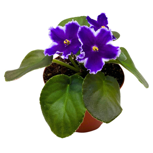 Harmony Foliage VaT King of Peas African Violet Saintpaulia 4 inch