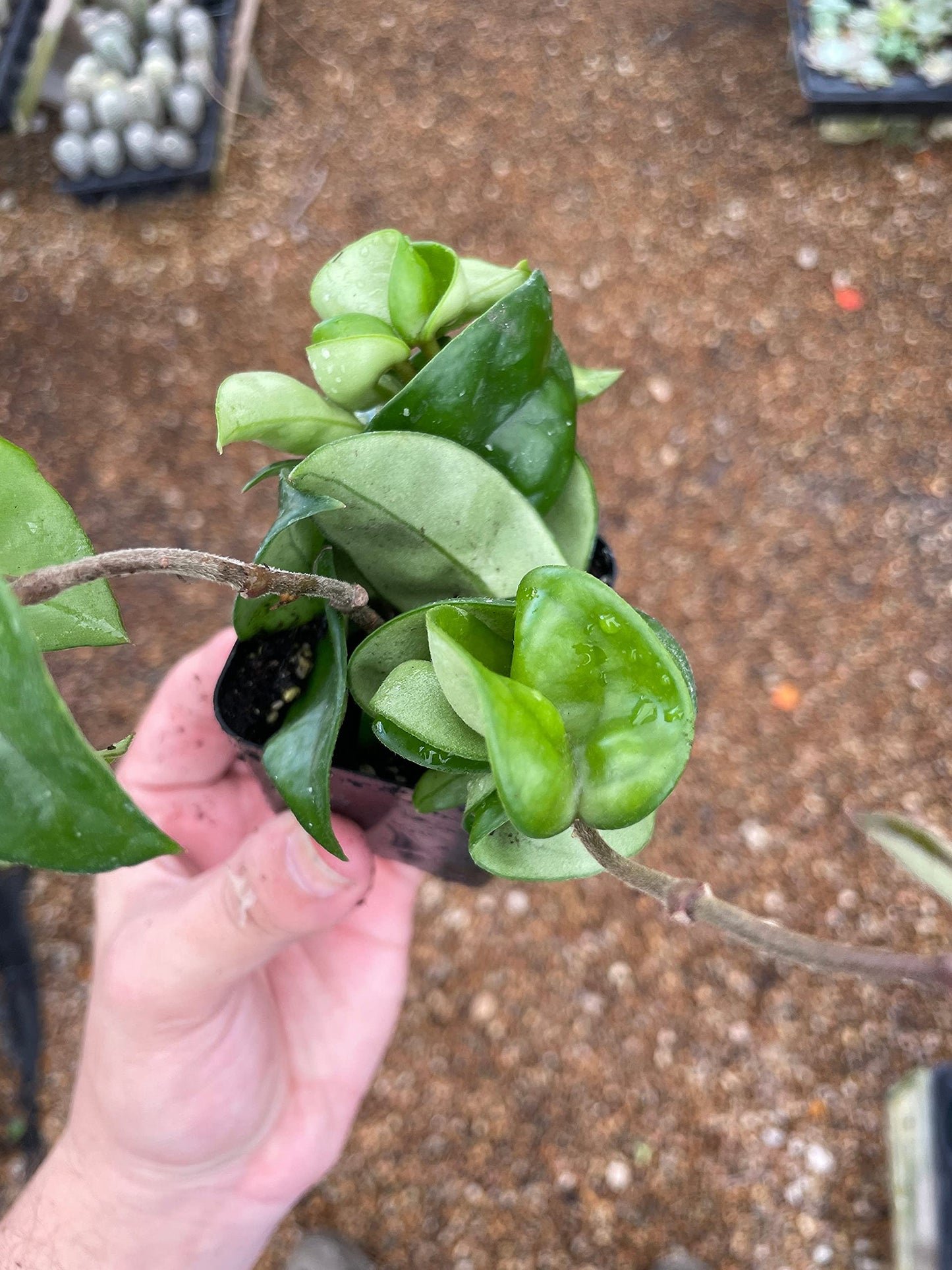 Hoya carnosa compacta Hindu Rope Plant, 2" Potted Starter, Krinkle Kurl, Porcelain Flower, Wax Plant