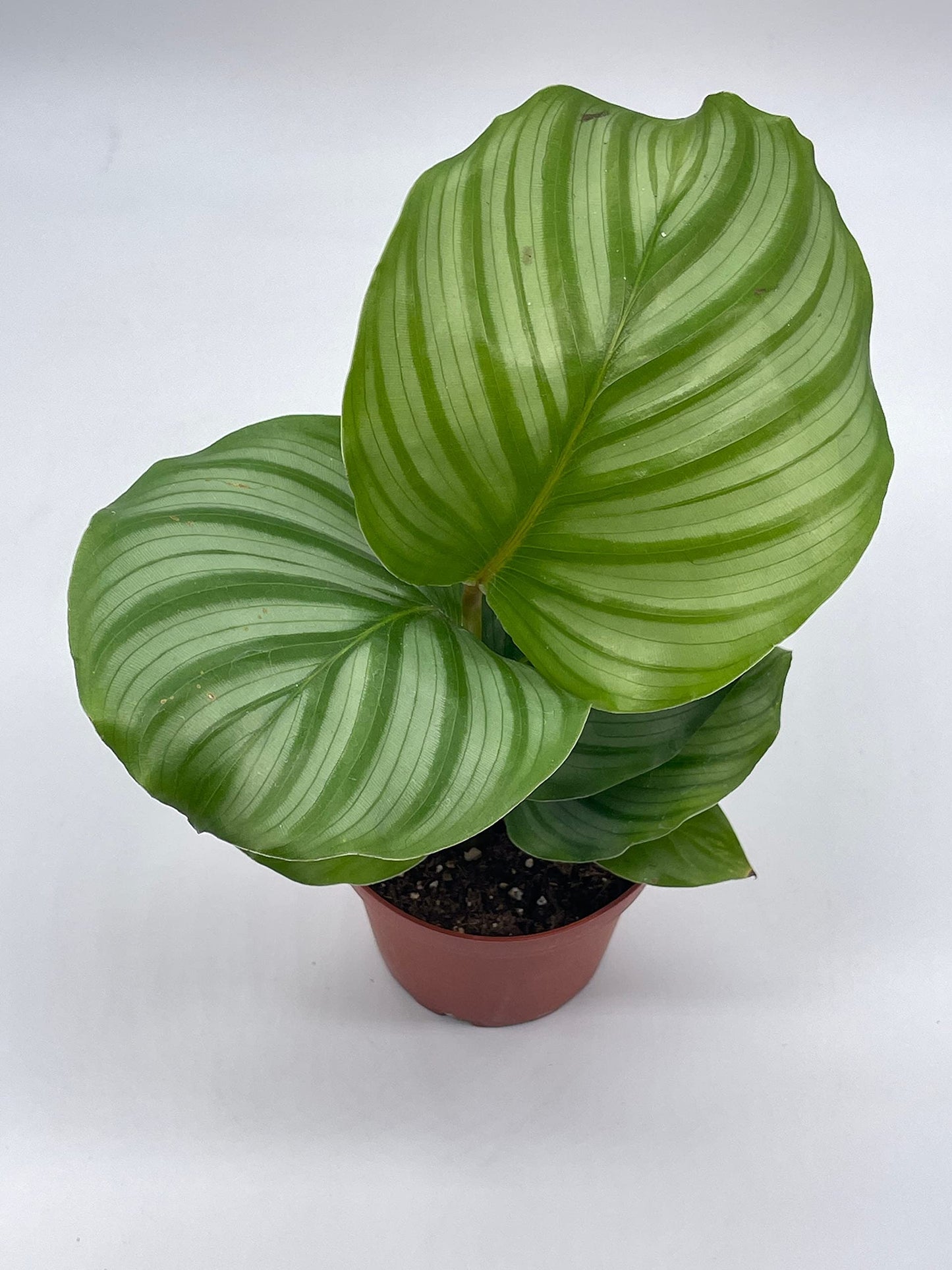 Calathea orbifolia, 4 inch, Round-Leaf calathea, Peacock Plant