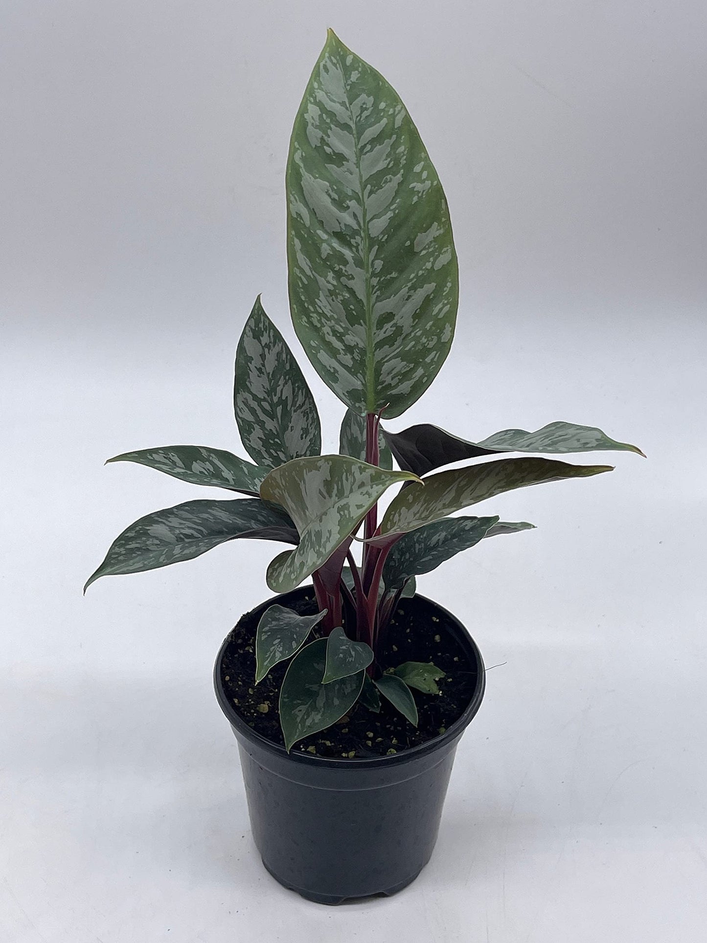 Apoballis Acuminatissima Lavallei, 4 inch, Rare Selby, Beautiful Houseplant