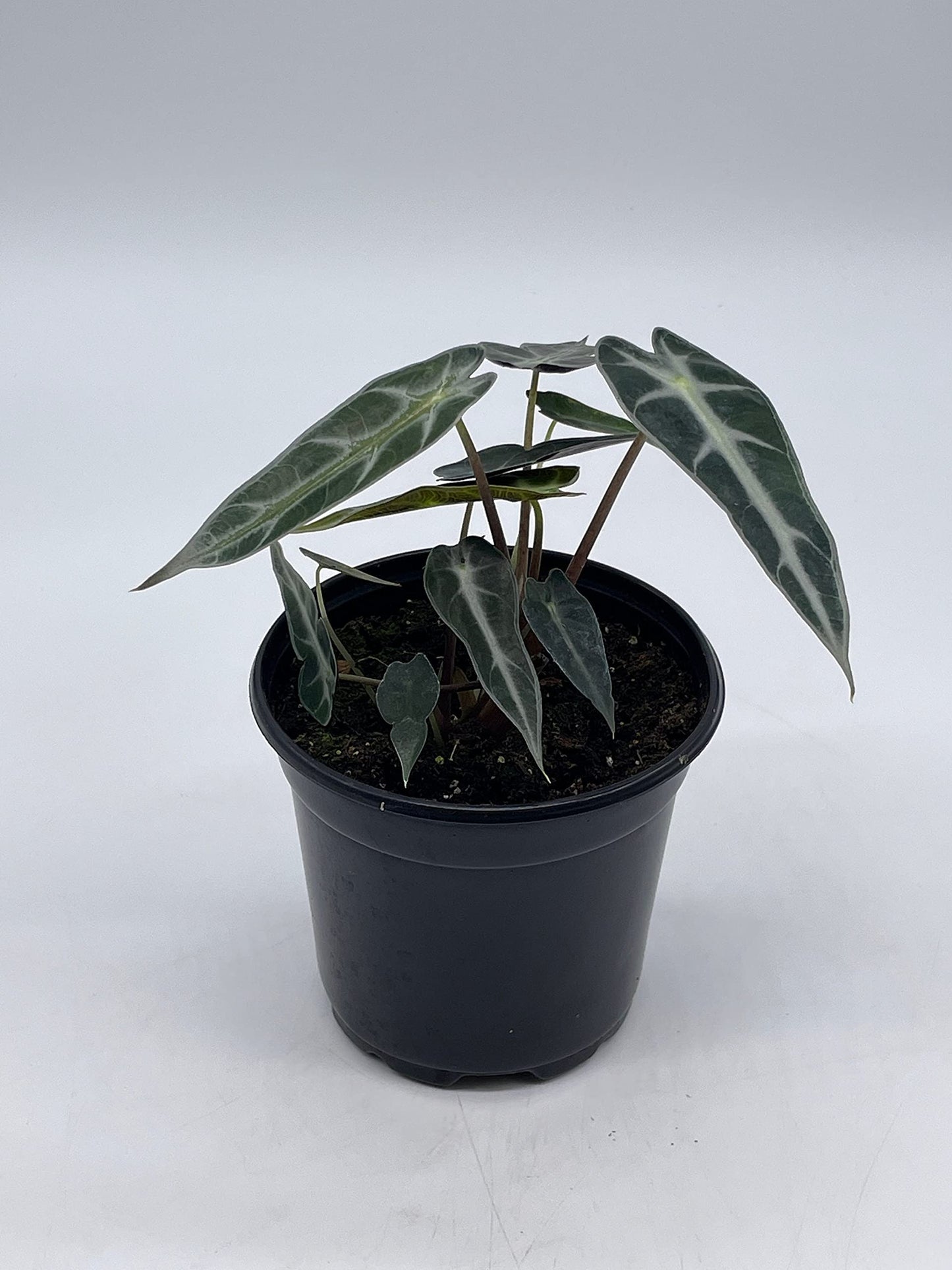 Alocasia sanderiana, Kris Plant, Sander's alocasia, in a 4 inch Pot,