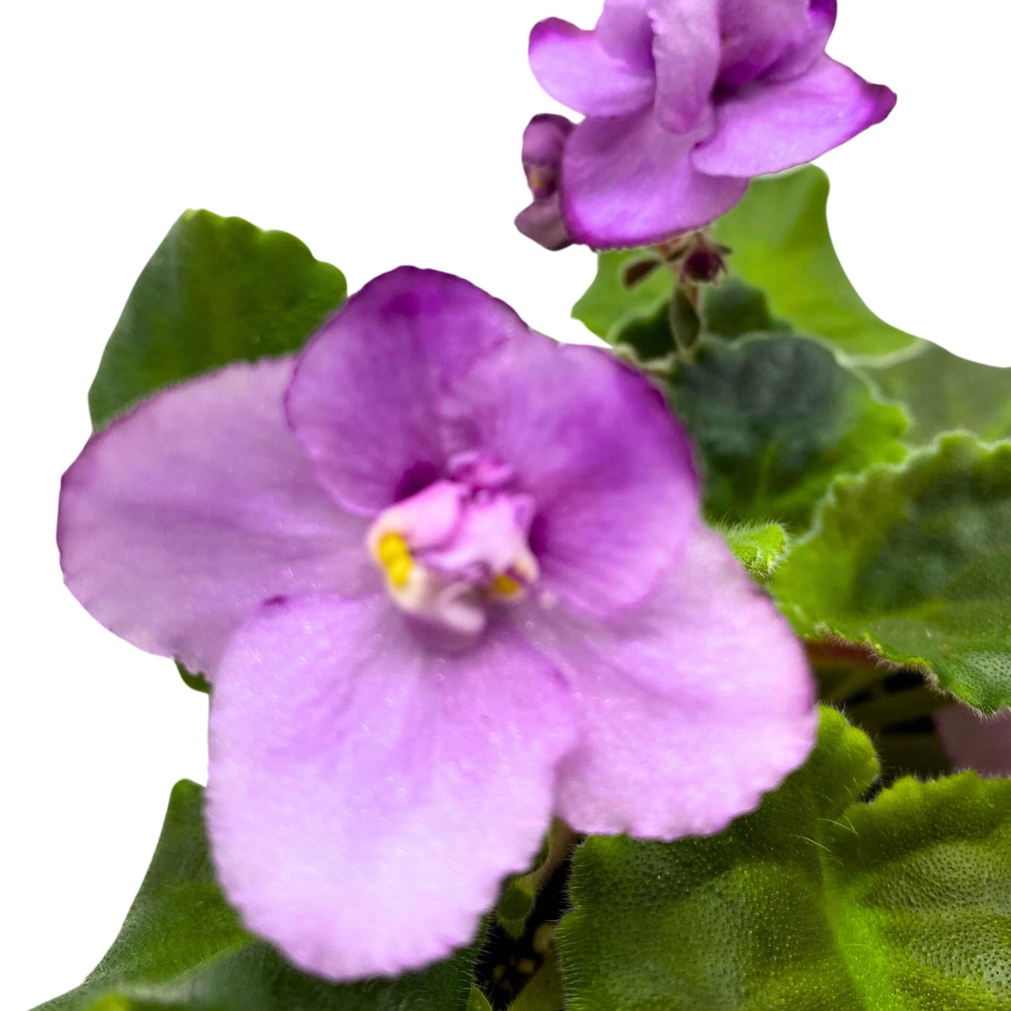 Harmony Foliage Cajun's Two to Tango African Violet Saintpaulia 4 inch