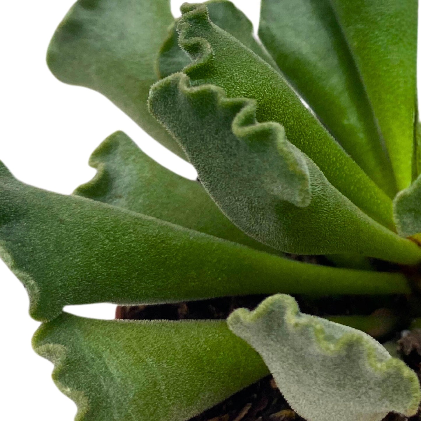 BubbleBlooms Pie Crust Succulent, Key Lime Pie Crinkle Leaf Plant, 3 inch