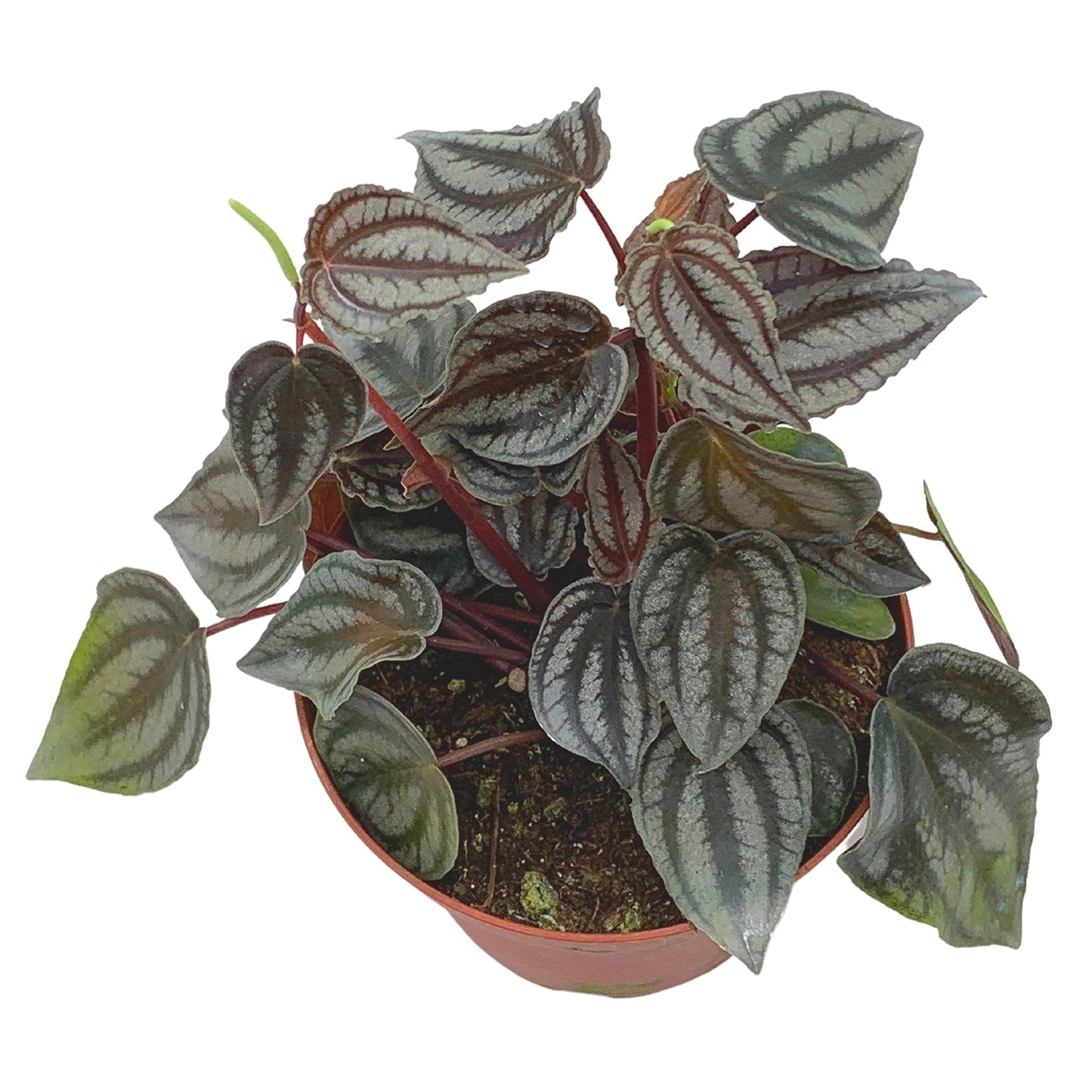 BubbleBlooms Harmony's Peperomia Turboensis in a 4 inch Pot Rare Dark Pep,