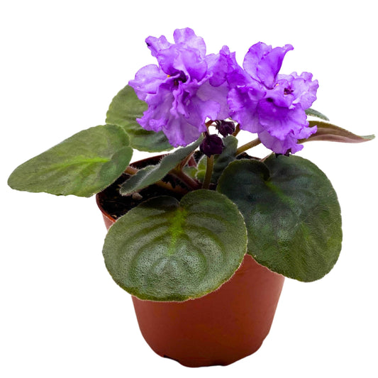 Harmony Foliage VaT Lavender's Aroma African Violet Saintpaulia 4 inch