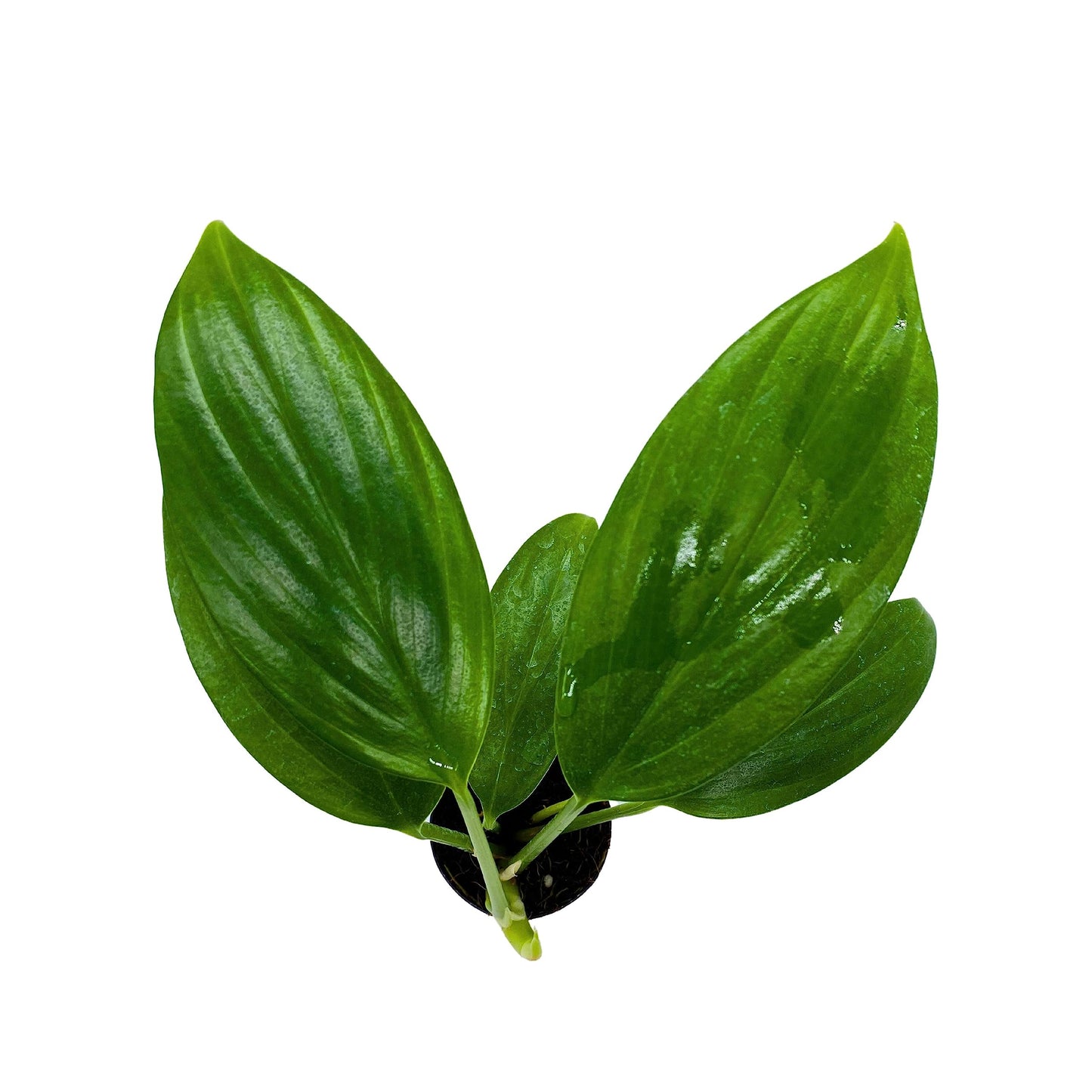 BubbleBlooms Philodendron Dragon Tail, Rhaphidophora Decursiva in 2 inch Pot