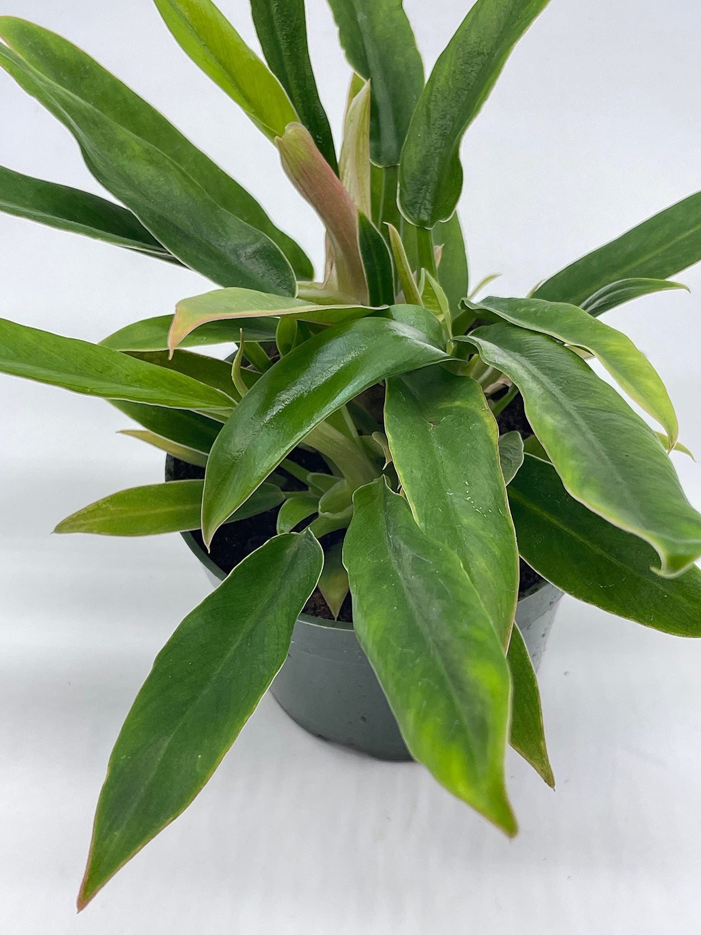 Philodendron Narrow, 4 inch