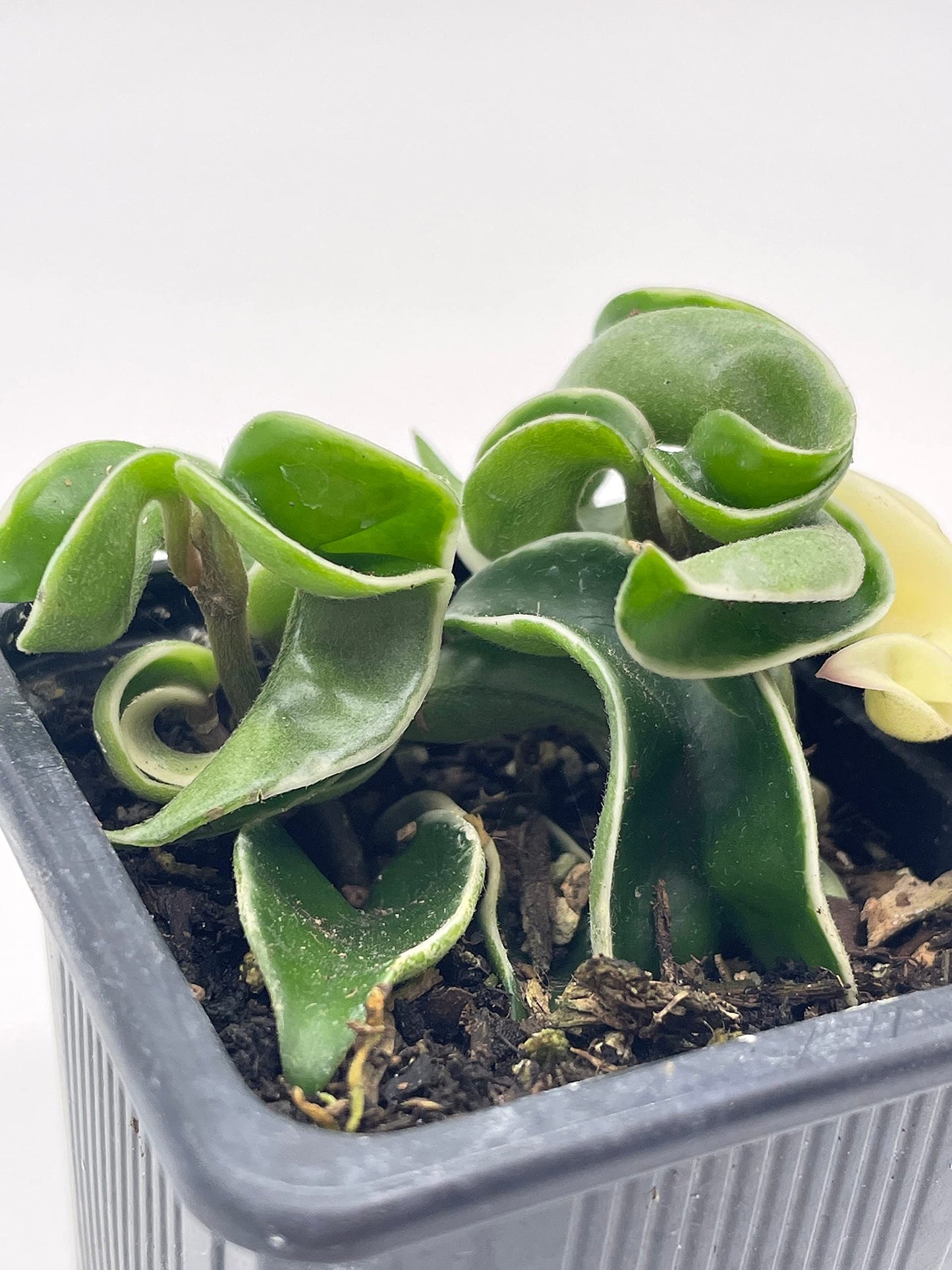 Variegated Hindu Rope, Rare Hoya, Carnosa Compacta Regalis, Crispa Variegata, 2 inch Pot