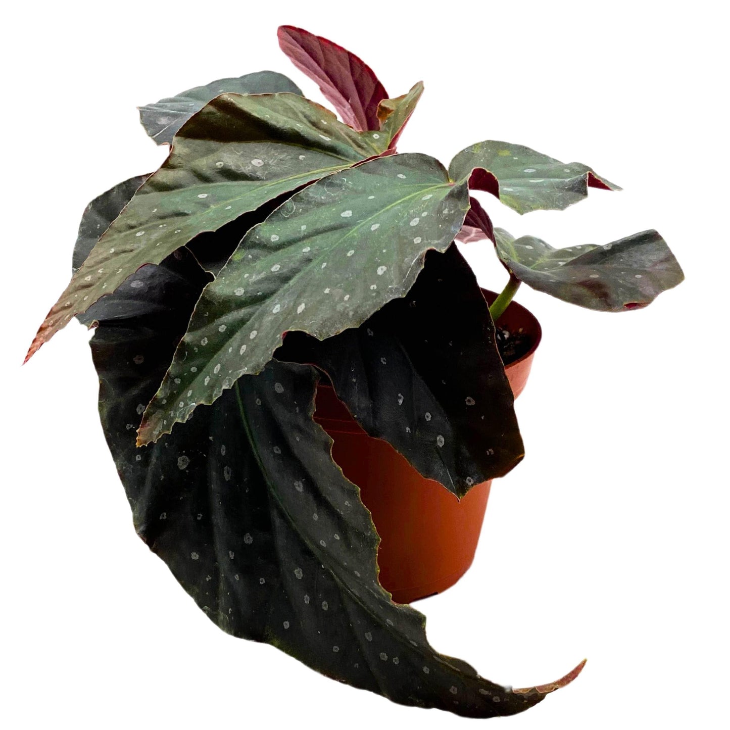 Harmony Foliage Harmony's Dark Avenger Angel Wing Cane Begonia 4 inch Grower's Choice