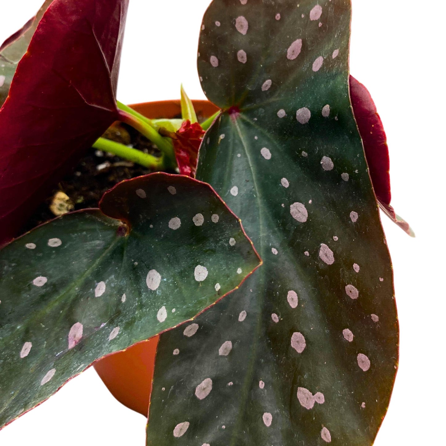 Harmony Foliage Harmony's Dark Angel Wing Cane Begonia 4 inch Grower's Choice