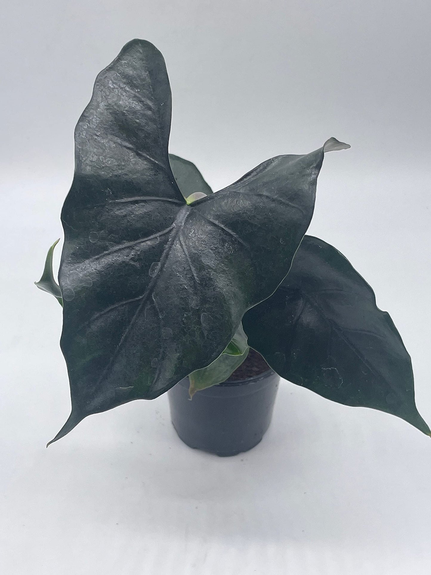 BubbleBlooms Alocasia Purple Cloak, Alocasia Princeps, in 4 inch Pot