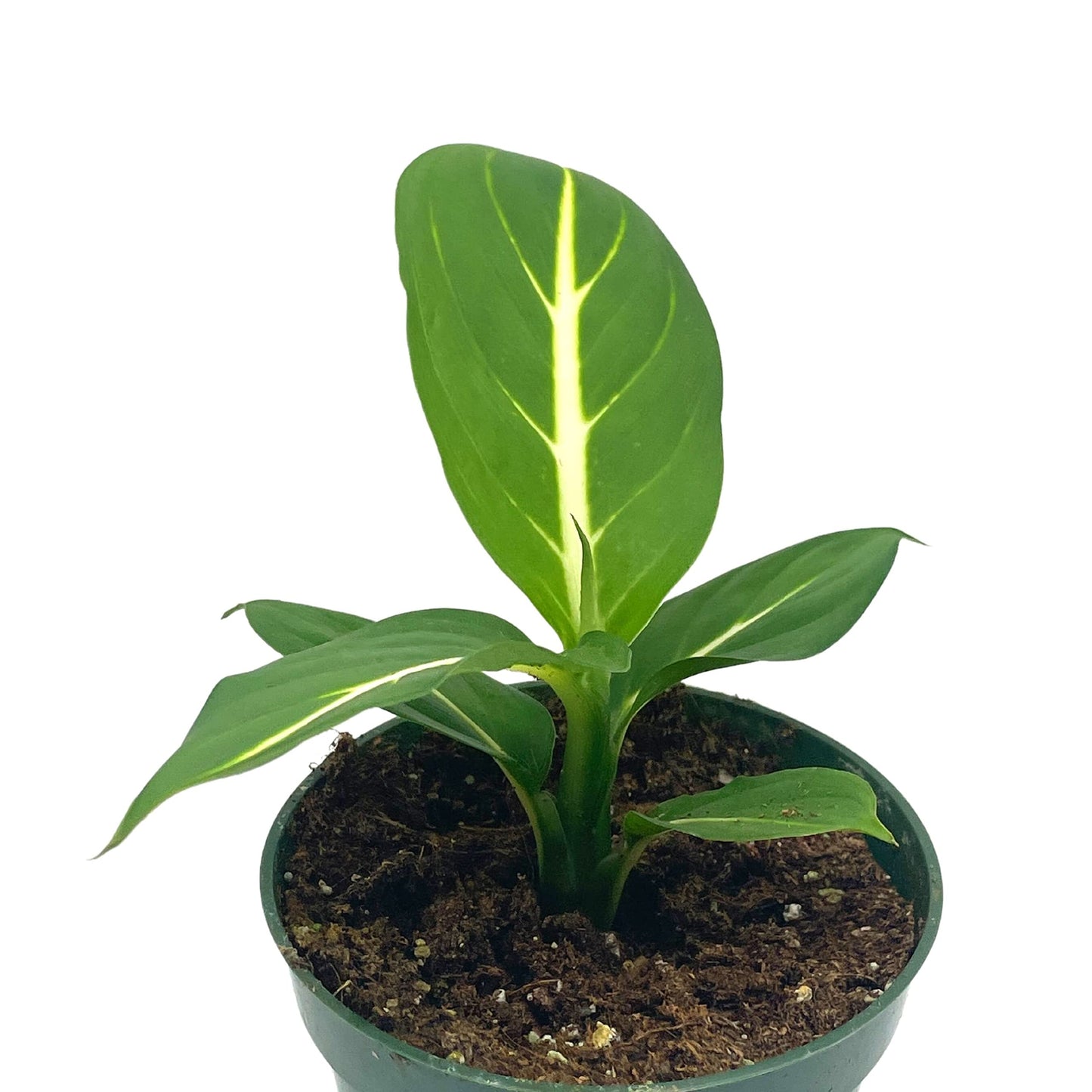 Dieffenbachia Green Magic, 4 inch, Striped Dumb Cane oerstedii